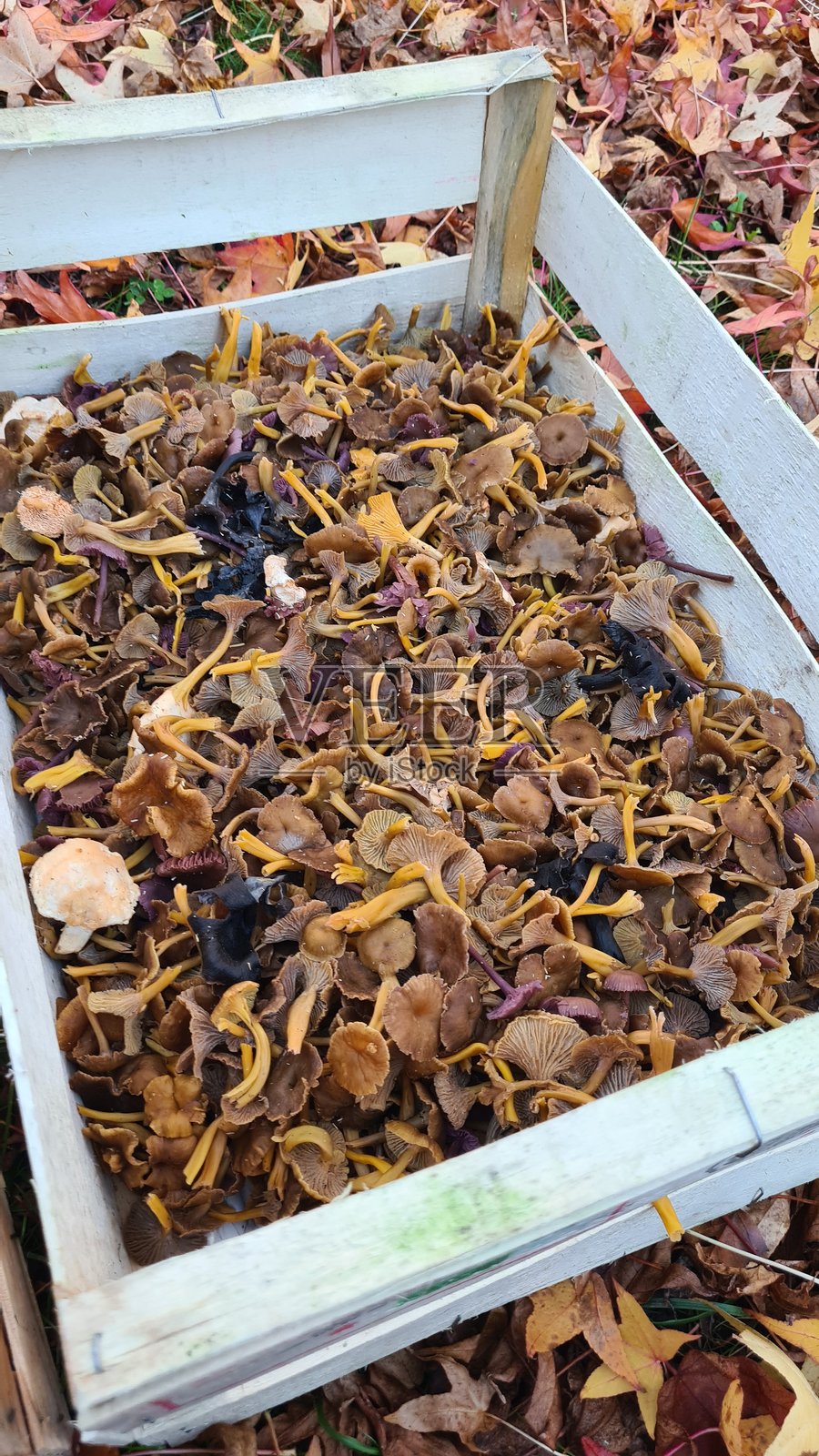 秋季采摘的美味菌菇（包括冬季/黄丝盖伞、甜齿菌/猪蹄菇、金丝盖伞和黑喇叭菇）照片摄影图片