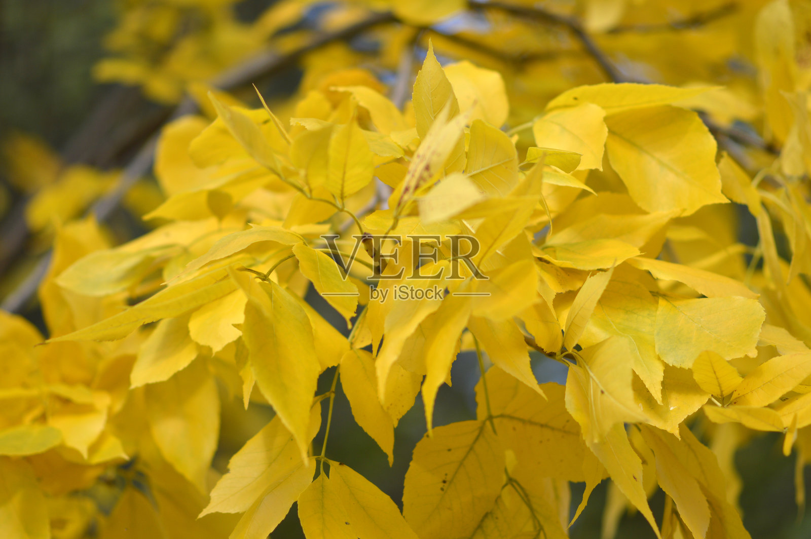 森林中挂着五彩秋叶的树枝照片摄影图片