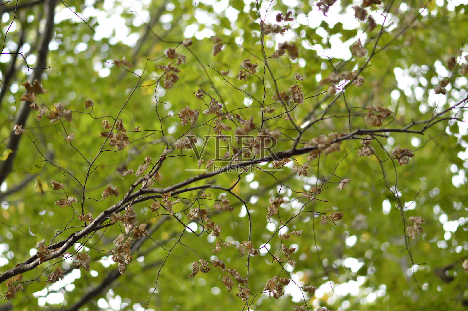 森林中挂着彩色秋叶的树枝照片摄影图片