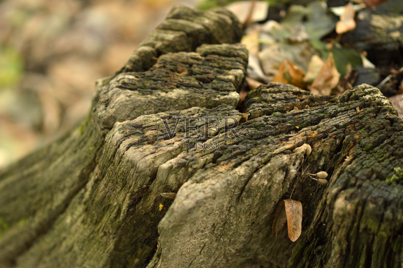 秋天干燥的种子荚和叶子，特写照片摄影图片