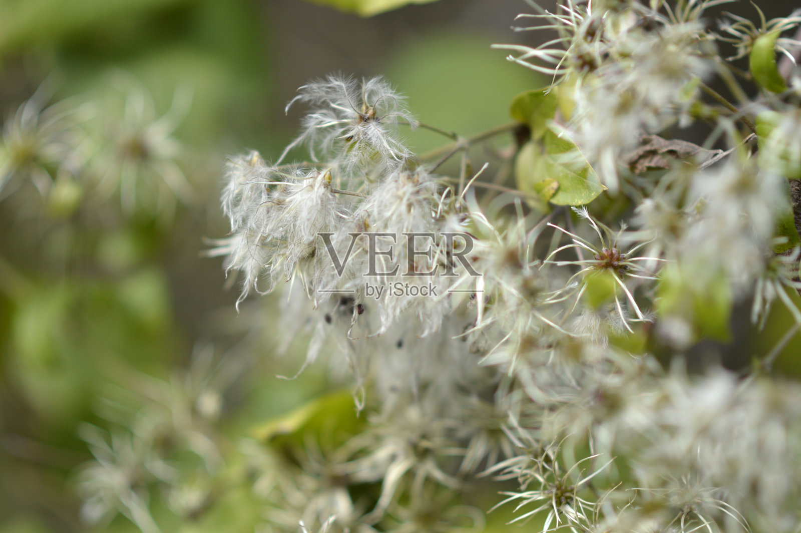 秋季干枯的种子荚和叶子，特写照片摄影图片