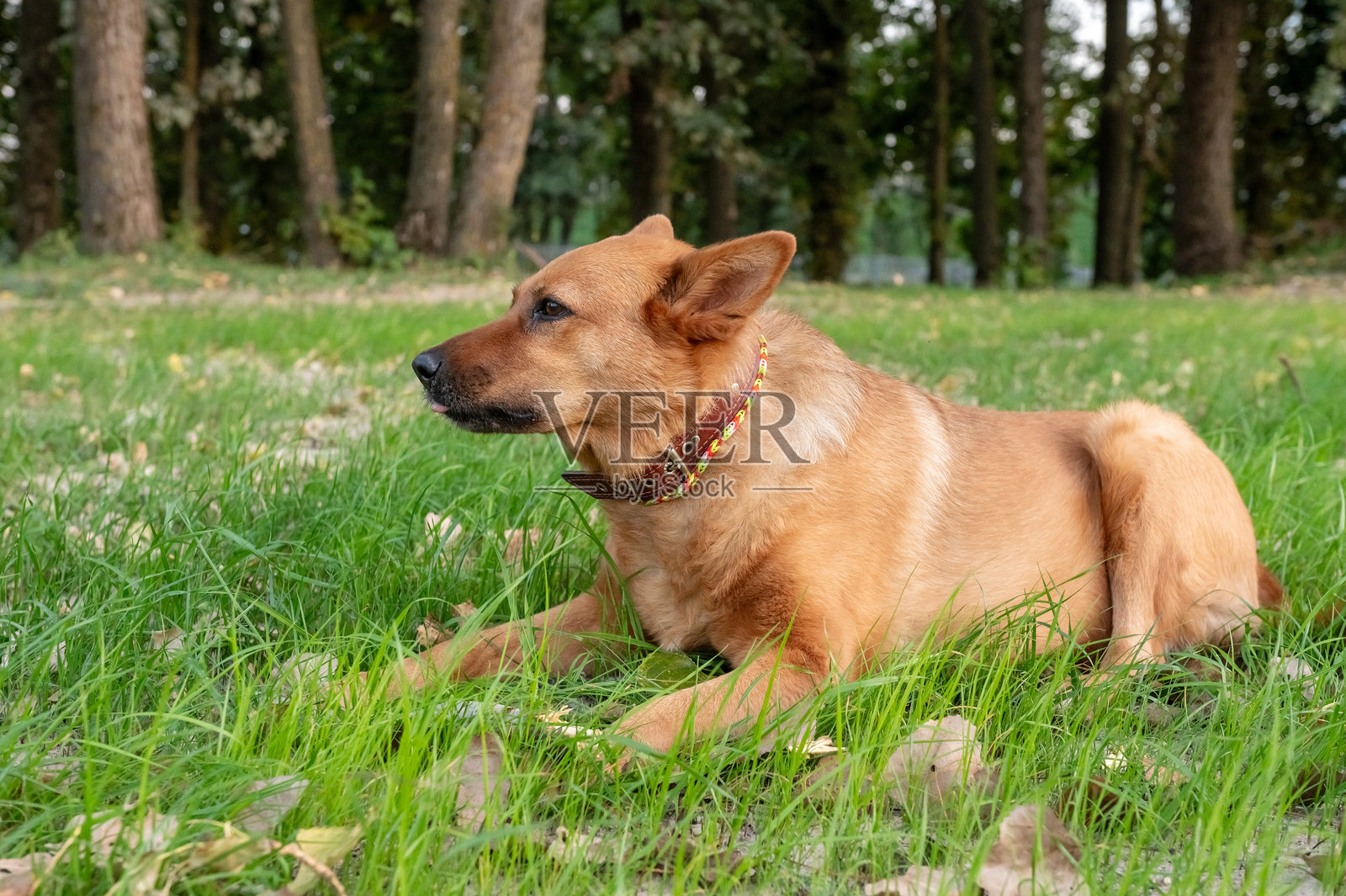 狗狗盗窃意识日：留意狗狗躺在公园草地上照片摄影图片
