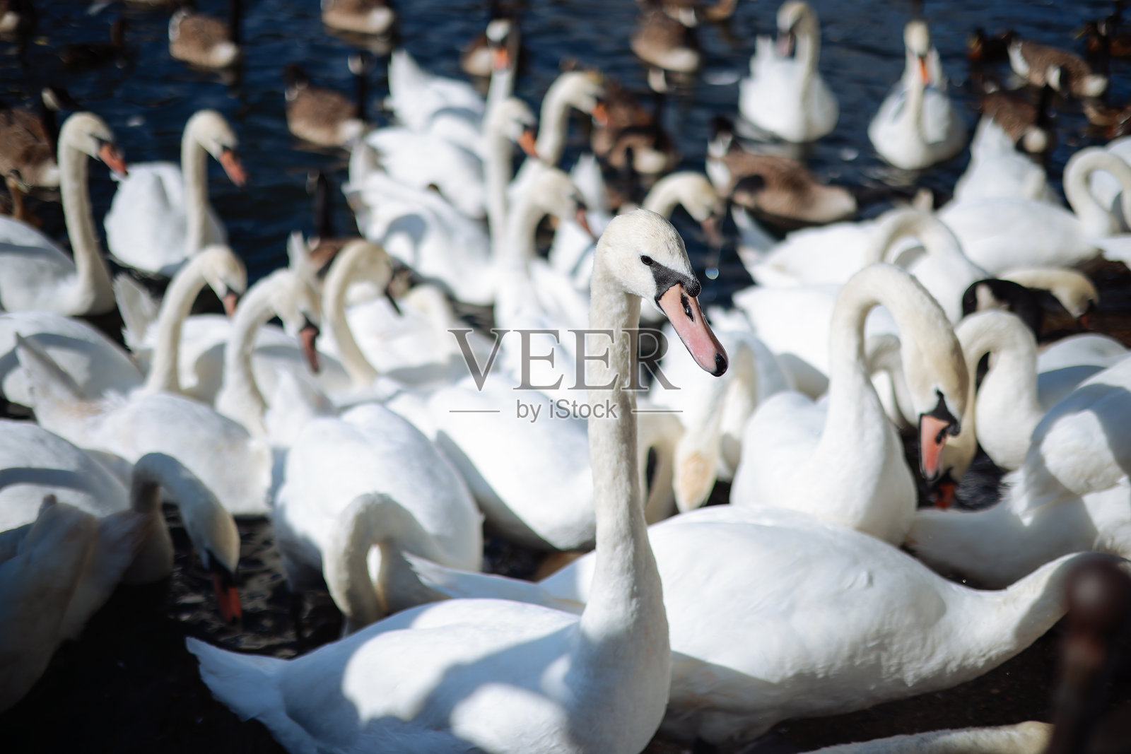 春天里的天鹅和鸭子照片摄影图片