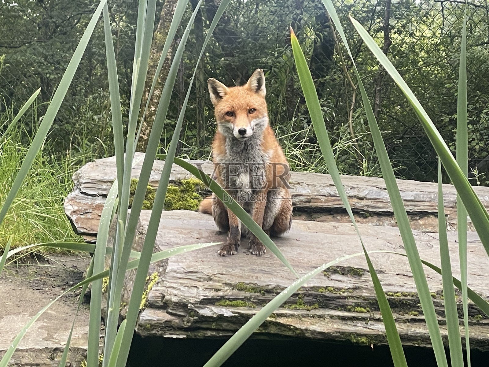 奇幻的狐狸照片摄影图片