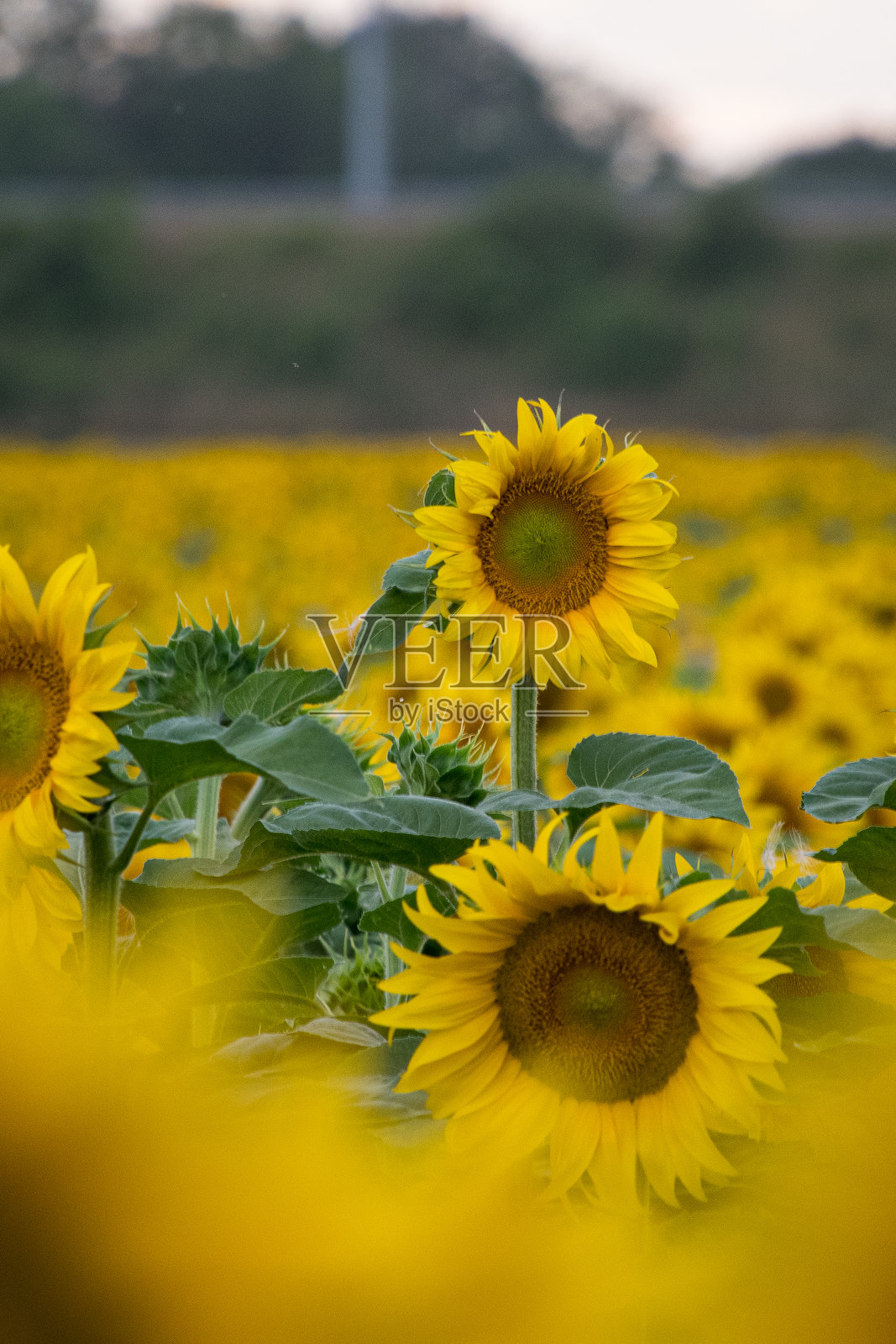 向日葵照片摄影图片
