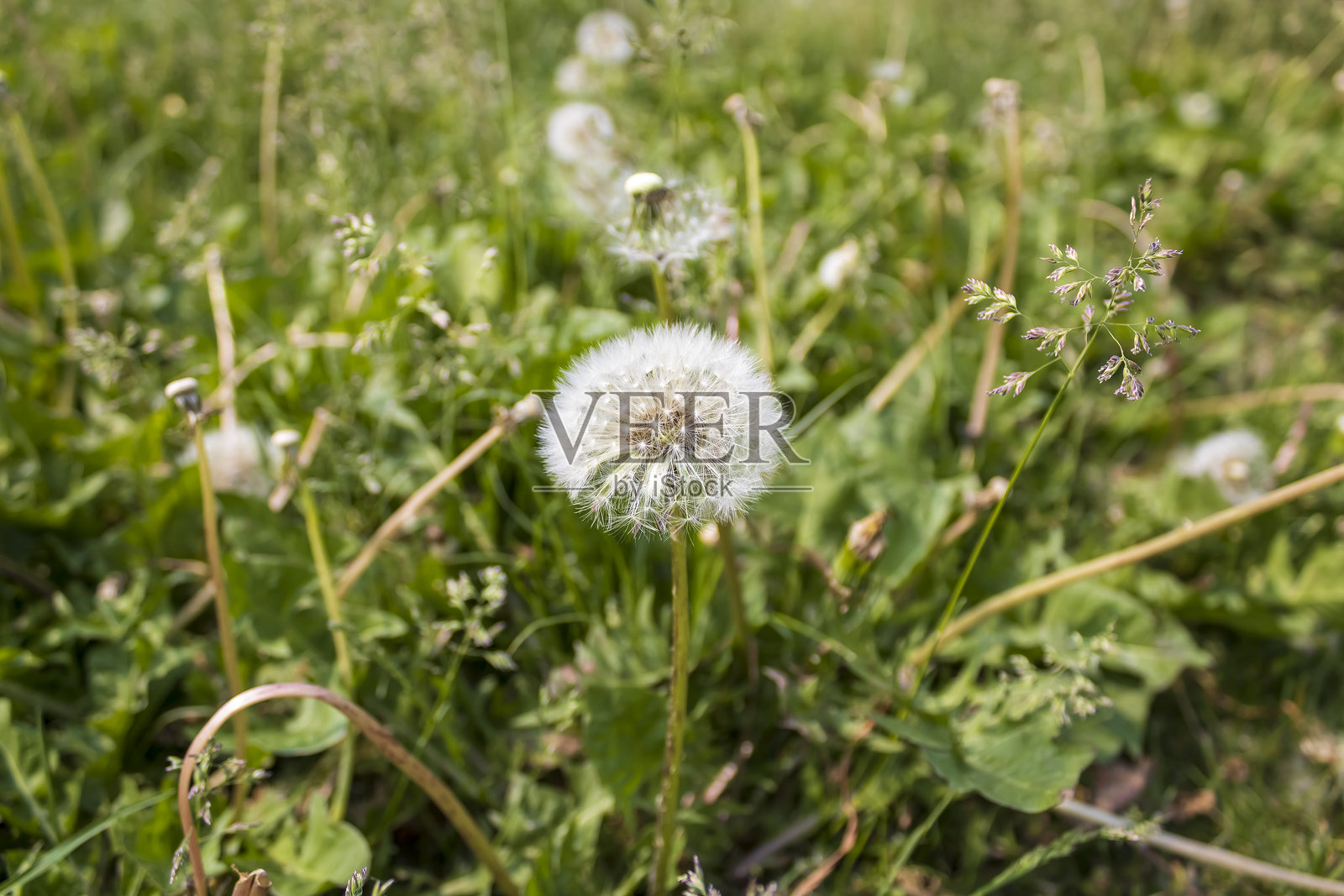 草丛中的蒲公英照片摄影图片