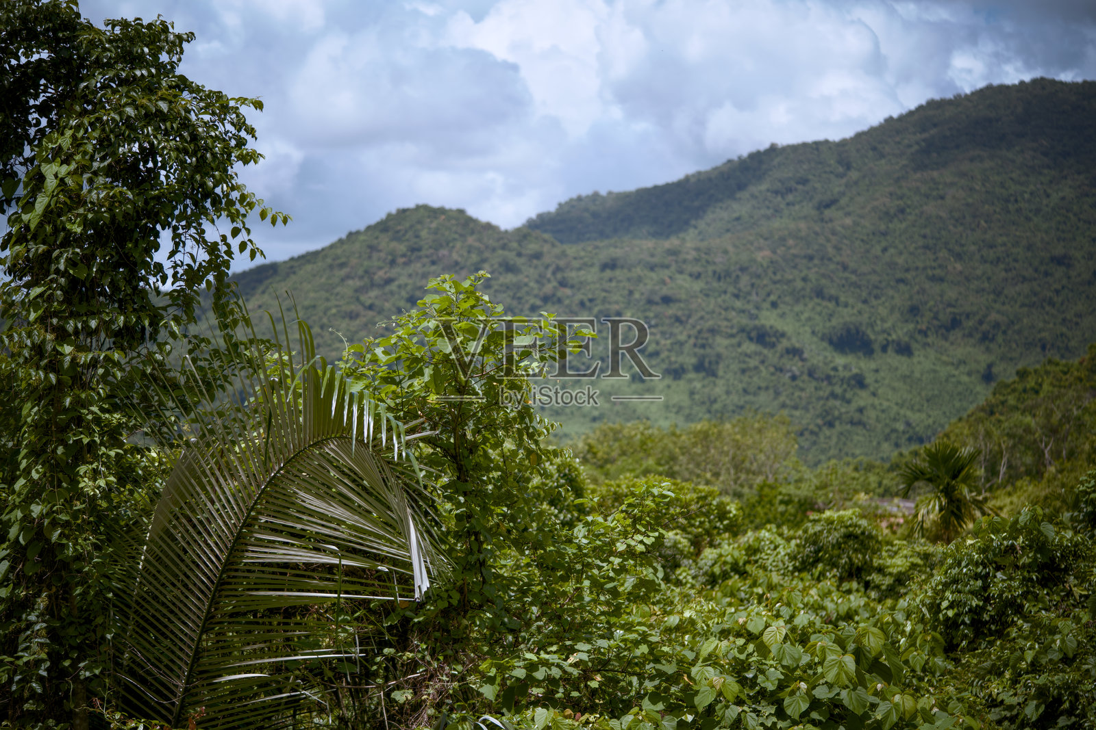 壮丽的山脉和湛蓝的天空下的美丽葱郁的绿色景观照片摄影图片
