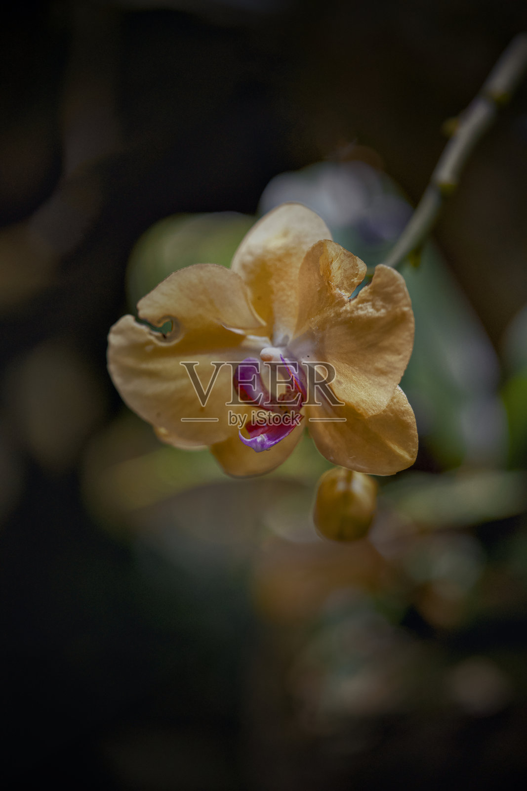 自然光温暖地照耀着，一株绚丽的黄色兰花正在绽放。照片摄影图片