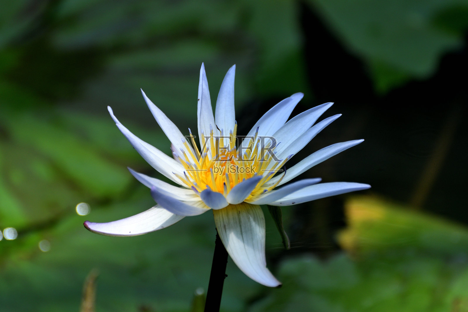 睡莲：新鲜的开花水生植物照片摄影图片