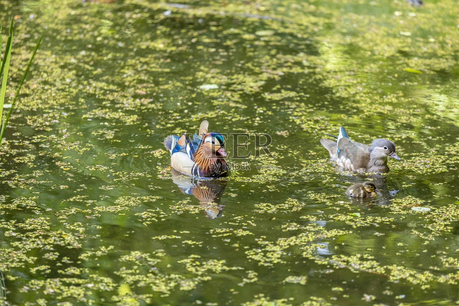 鸳鸯在湖水中游泳，春天在绿草地上行走照片摄影图片
