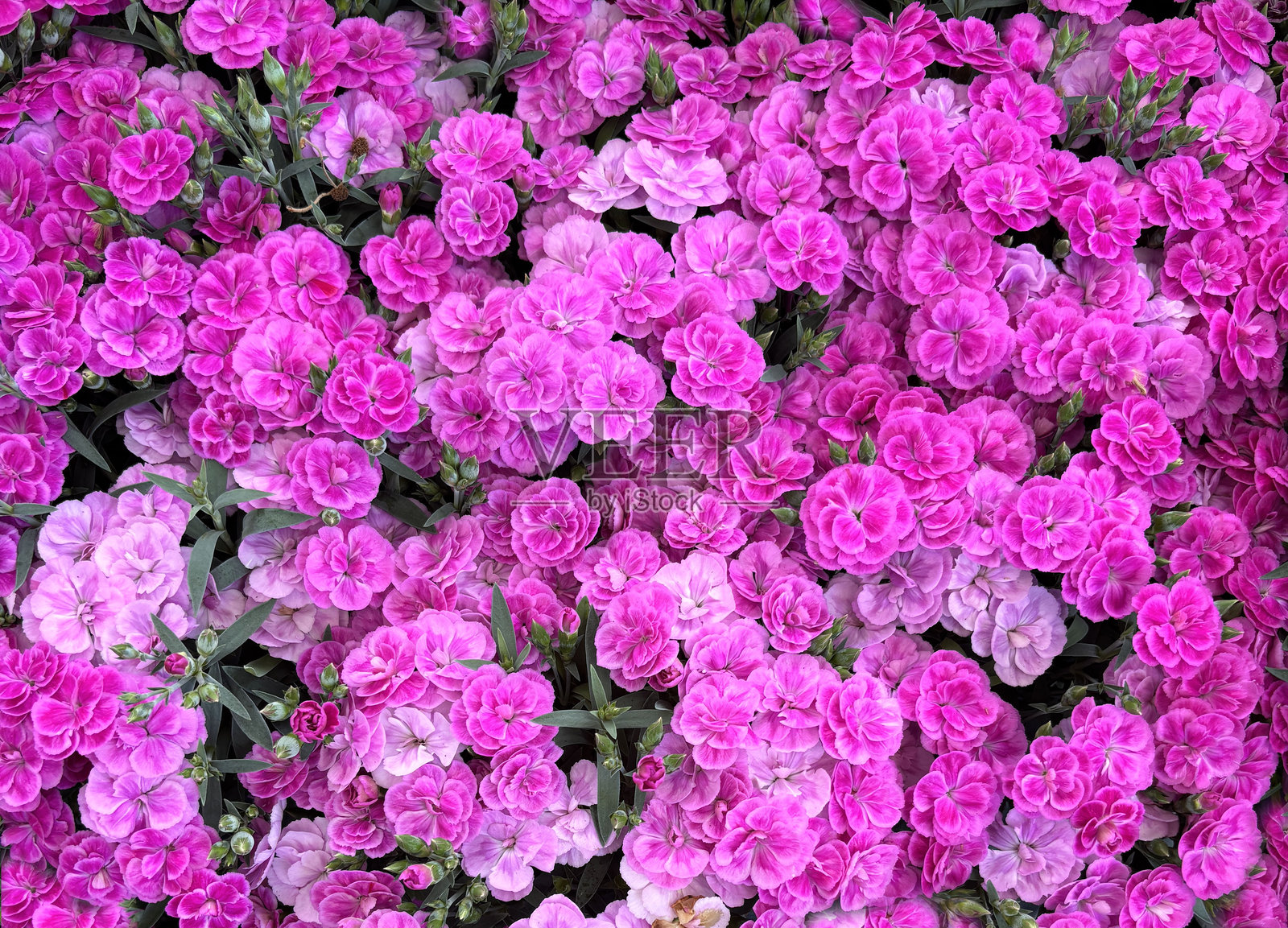 石竹花粉吻照片摄影图片