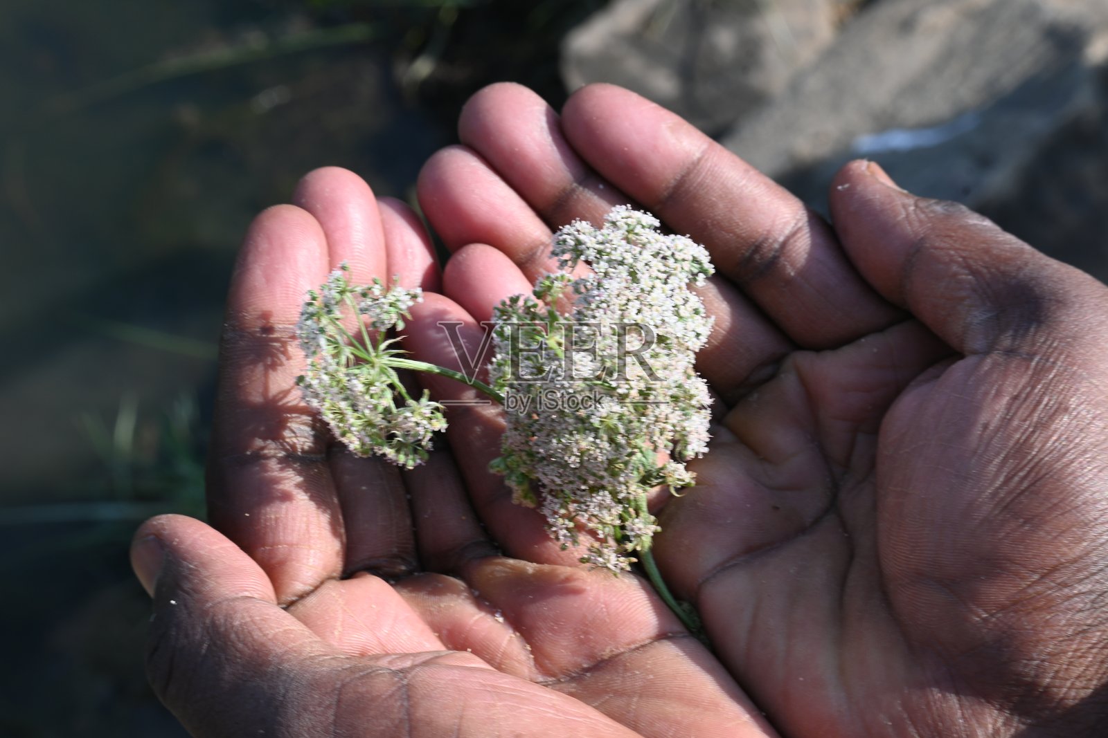 印度月亮胡萝卜花。照片摄影图片