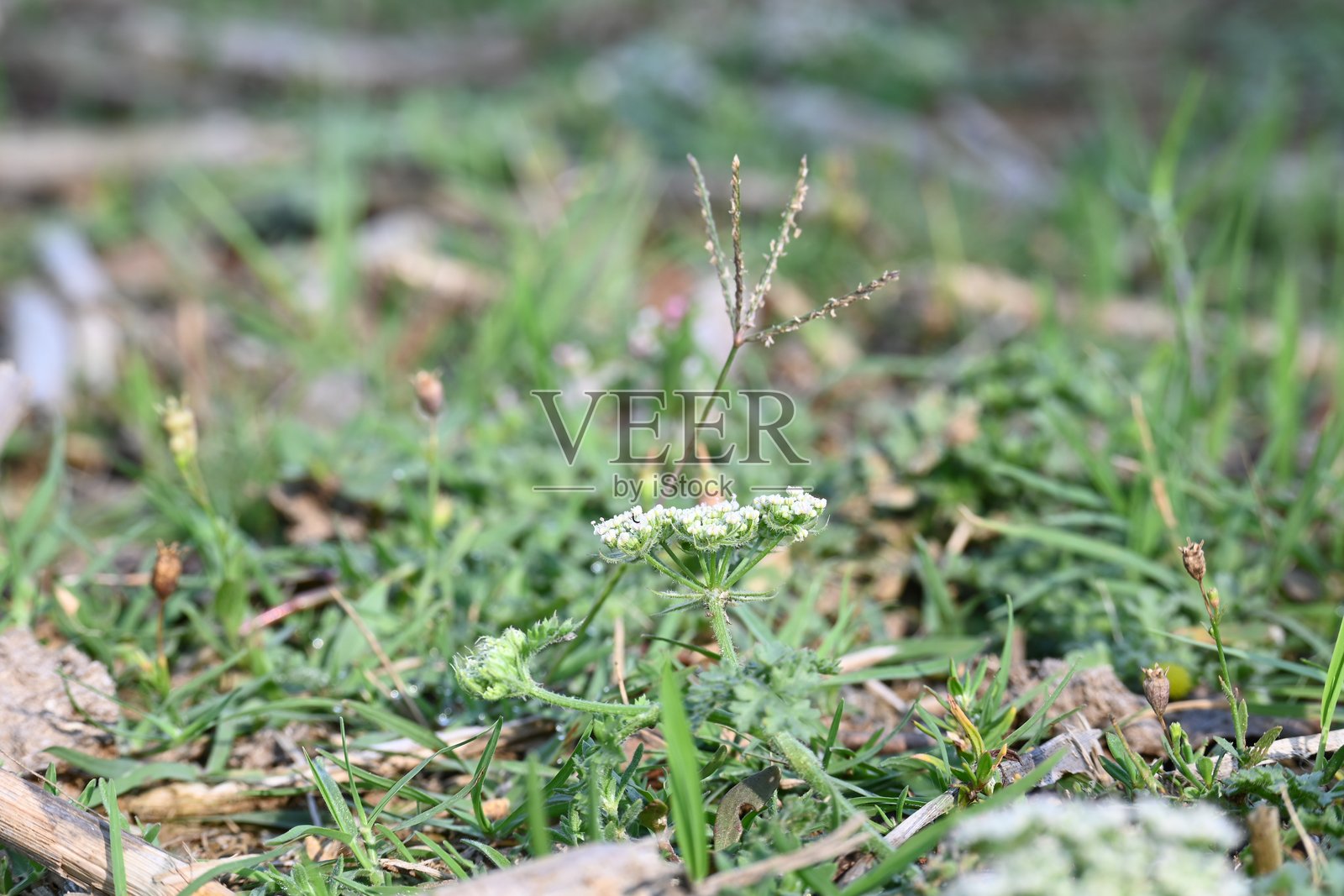 印度月亮胡萝卜花。照片摄影图片