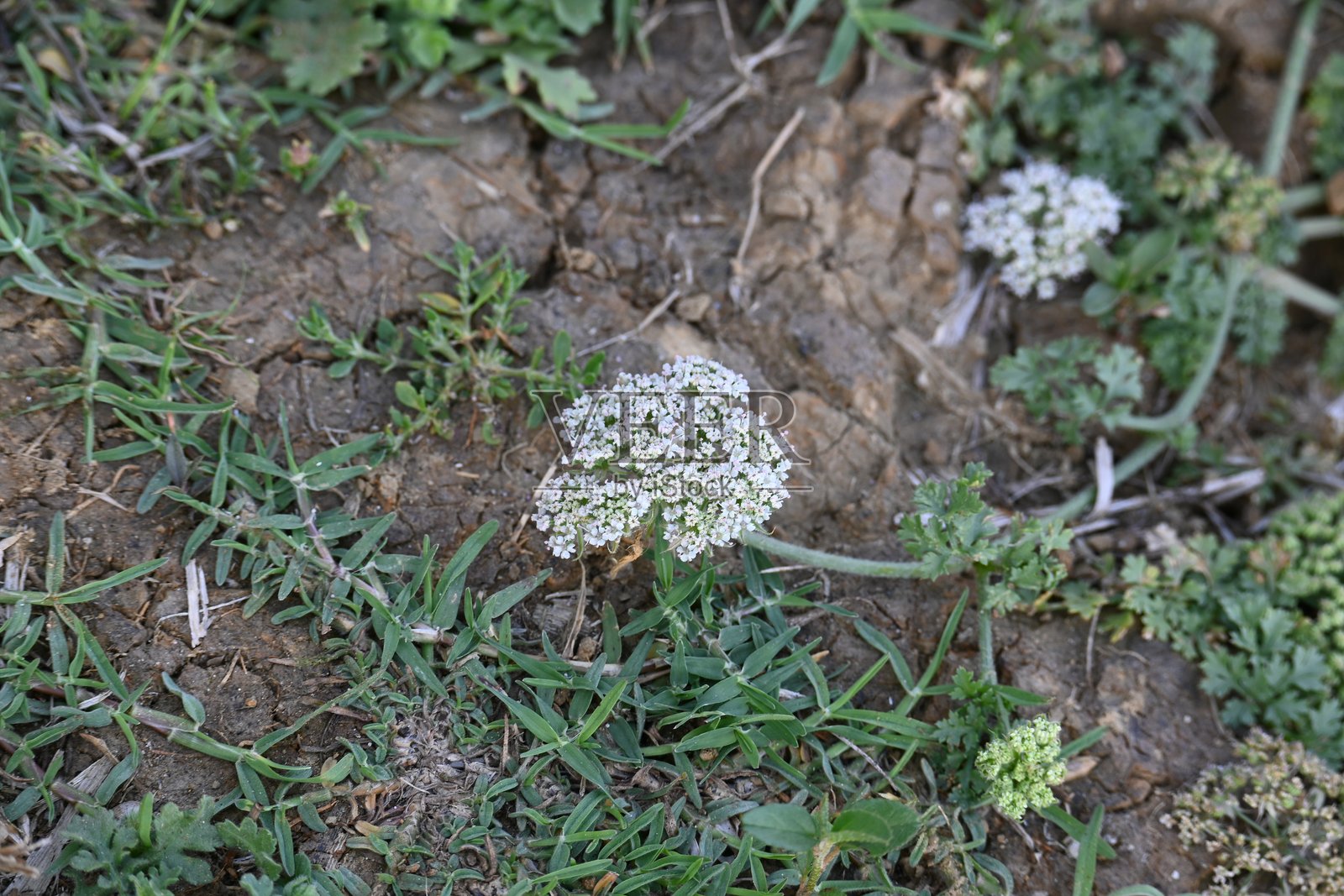 印度月亮胡萝卜花照片摄影图片