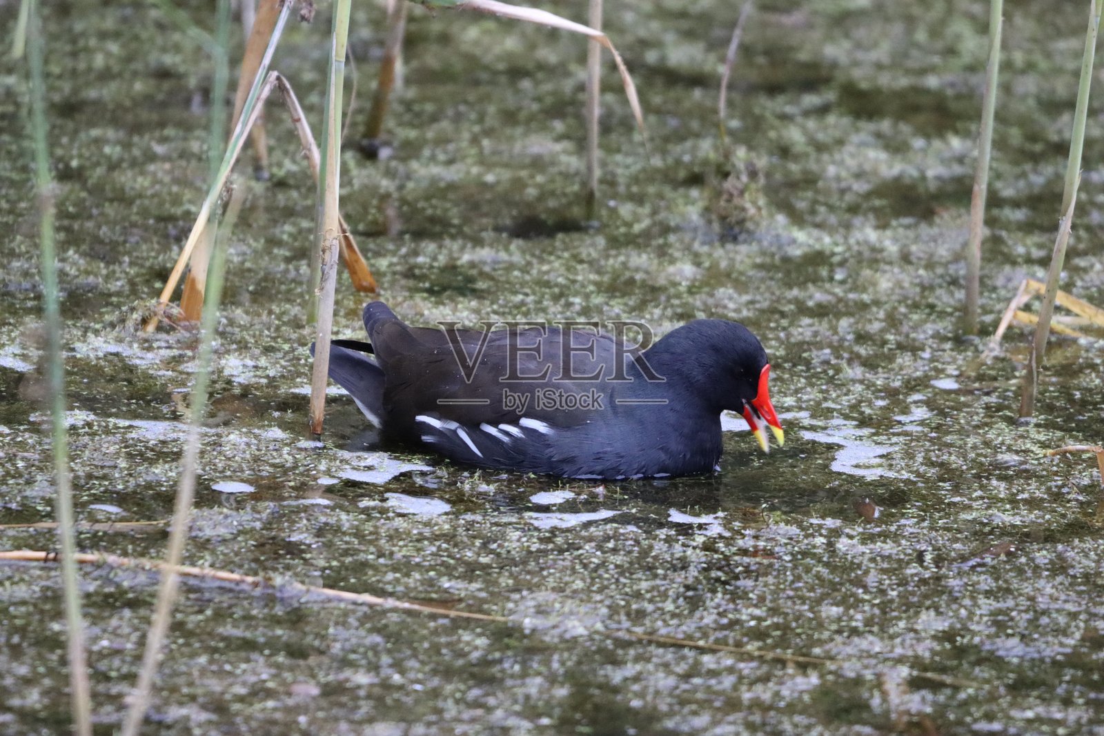 水鸡在池塘表面照片摄影图片
