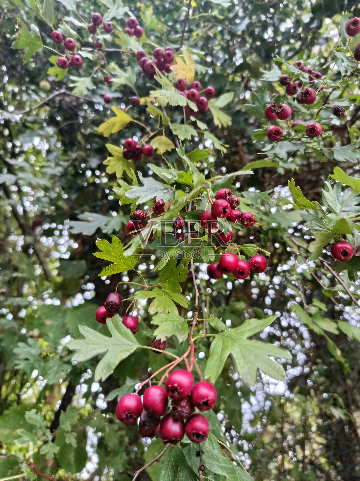 非常美丽的自然树木灌木田野照片摄影图片