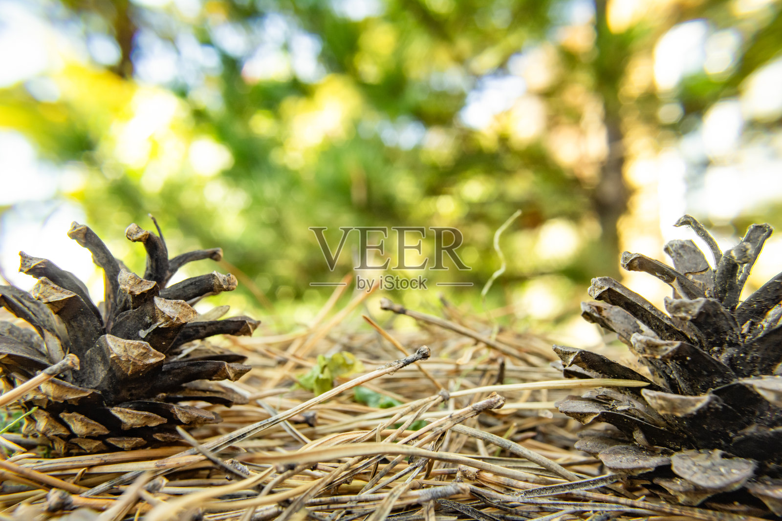 森林地面上松果的特写，背景模糊。照片摄影图片