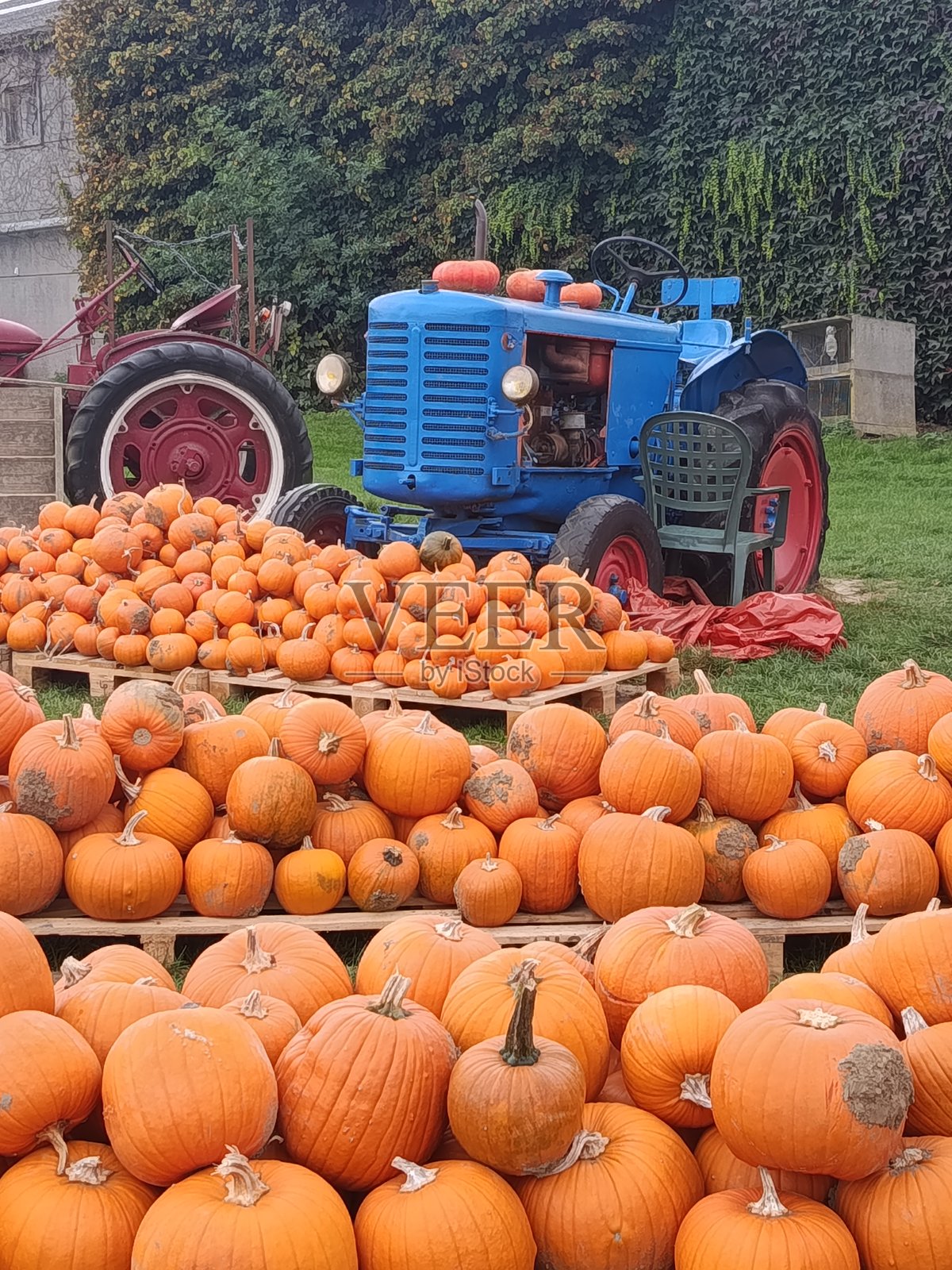 大量南瓜，橙色，白色，丰收，晴朗天气，蓝天，宜人的气味照片摄影图片
