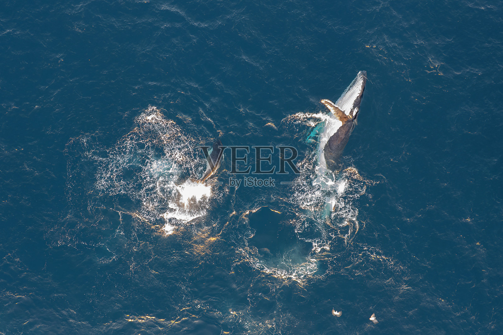 座头鲸与幼鲸照片摄影图片