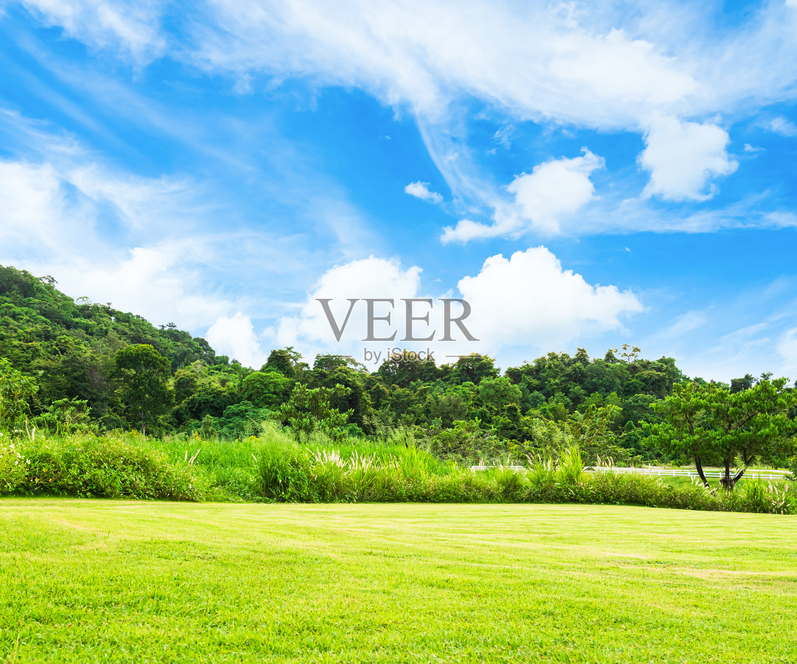 绿色公园花园自然户外照片摄影图片