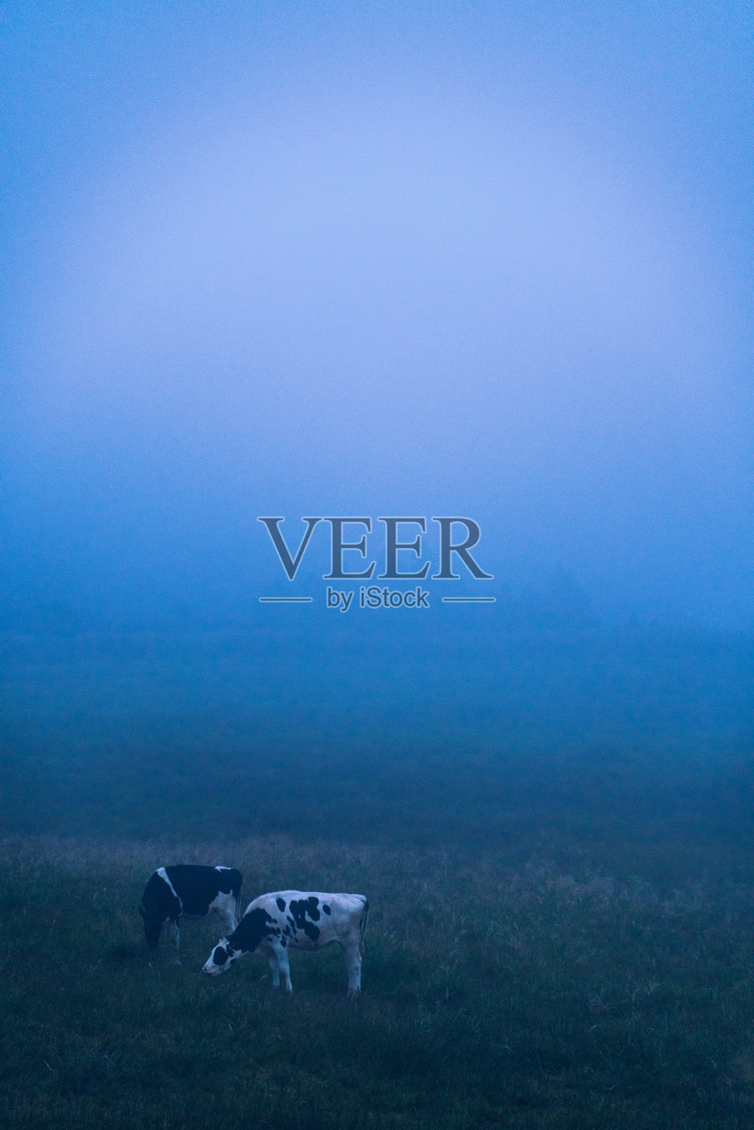 晨雾中吃草的奶牛照片摄影图片