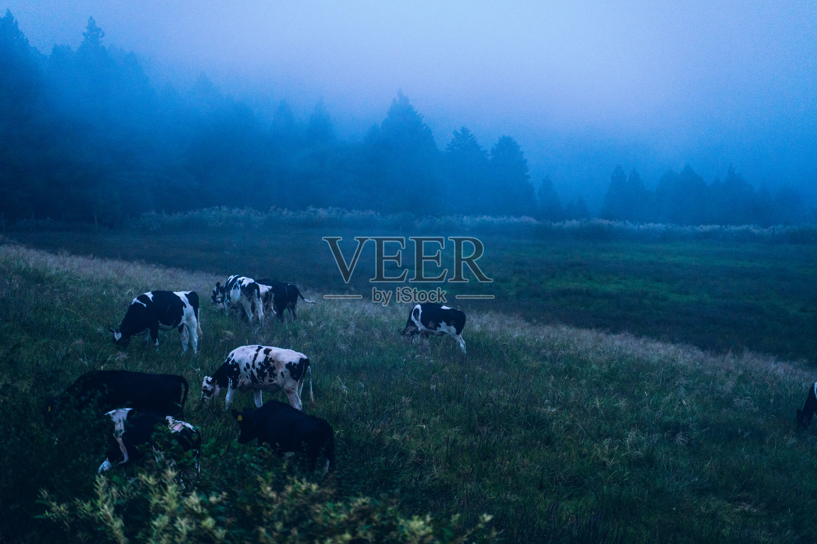 黎明时分，牛在薄雾笼罩的牧场上吃草照片摄影图片