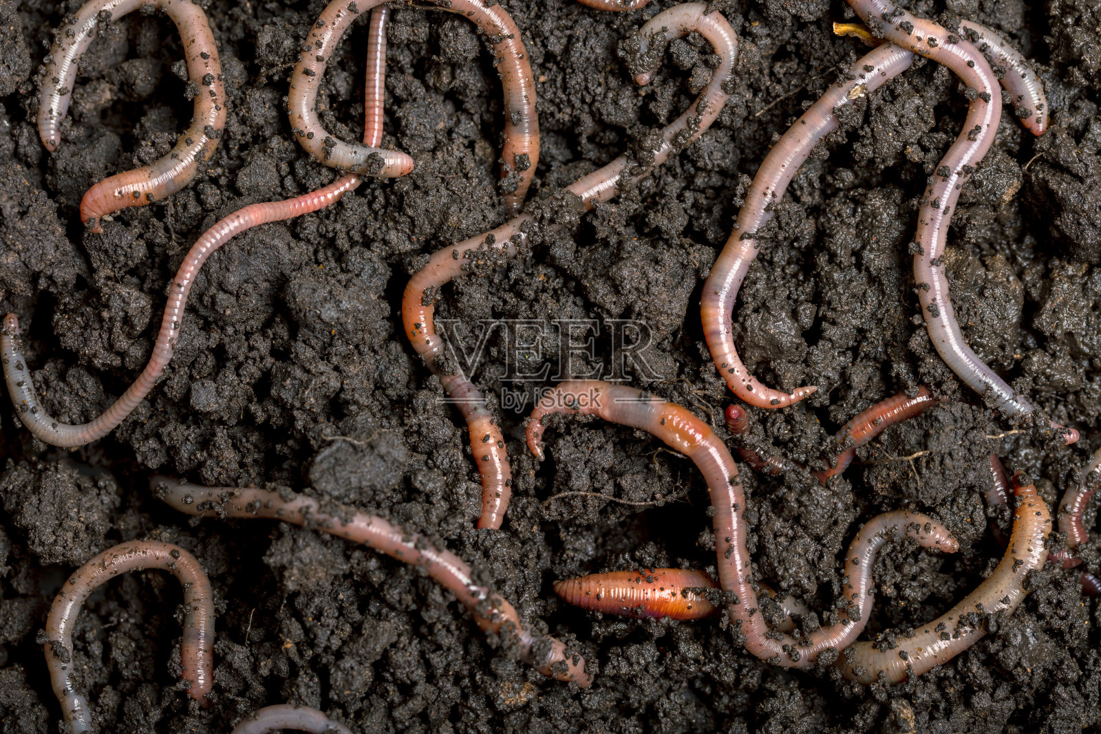 土壤中的蚯蚓照片摄影图片