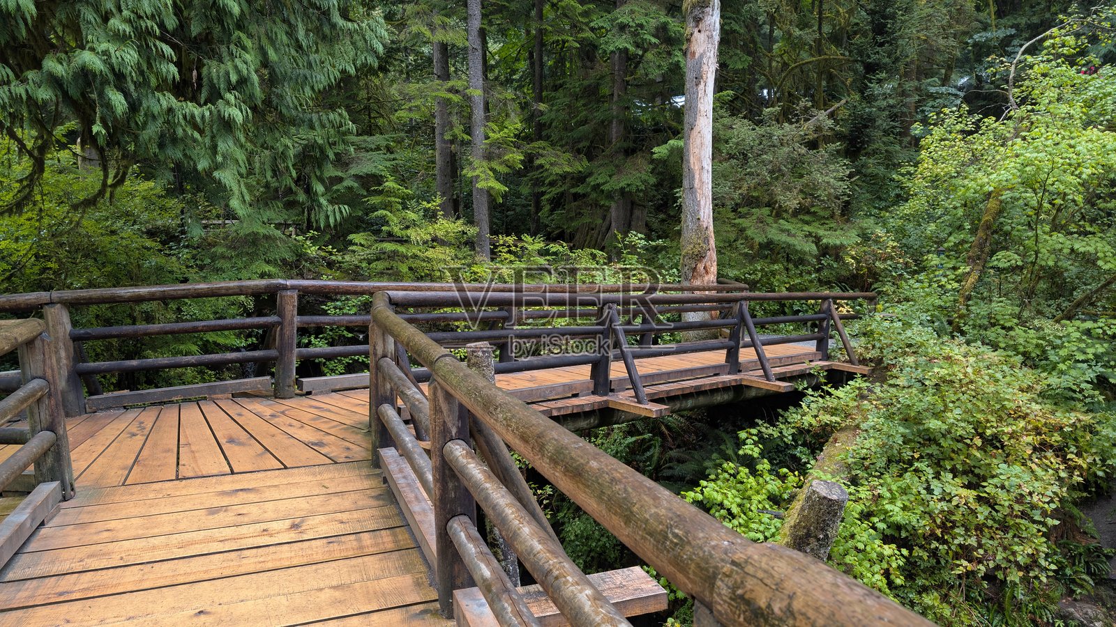 木制森林步道——郁郁葱葱的温带雨林中的高架观景台，设有风景优美的自然小径照片摄影图片