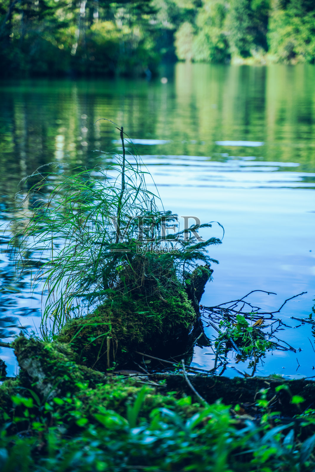 宁静湖畔长满苔藓的树根和一棵小树照片摄影图片