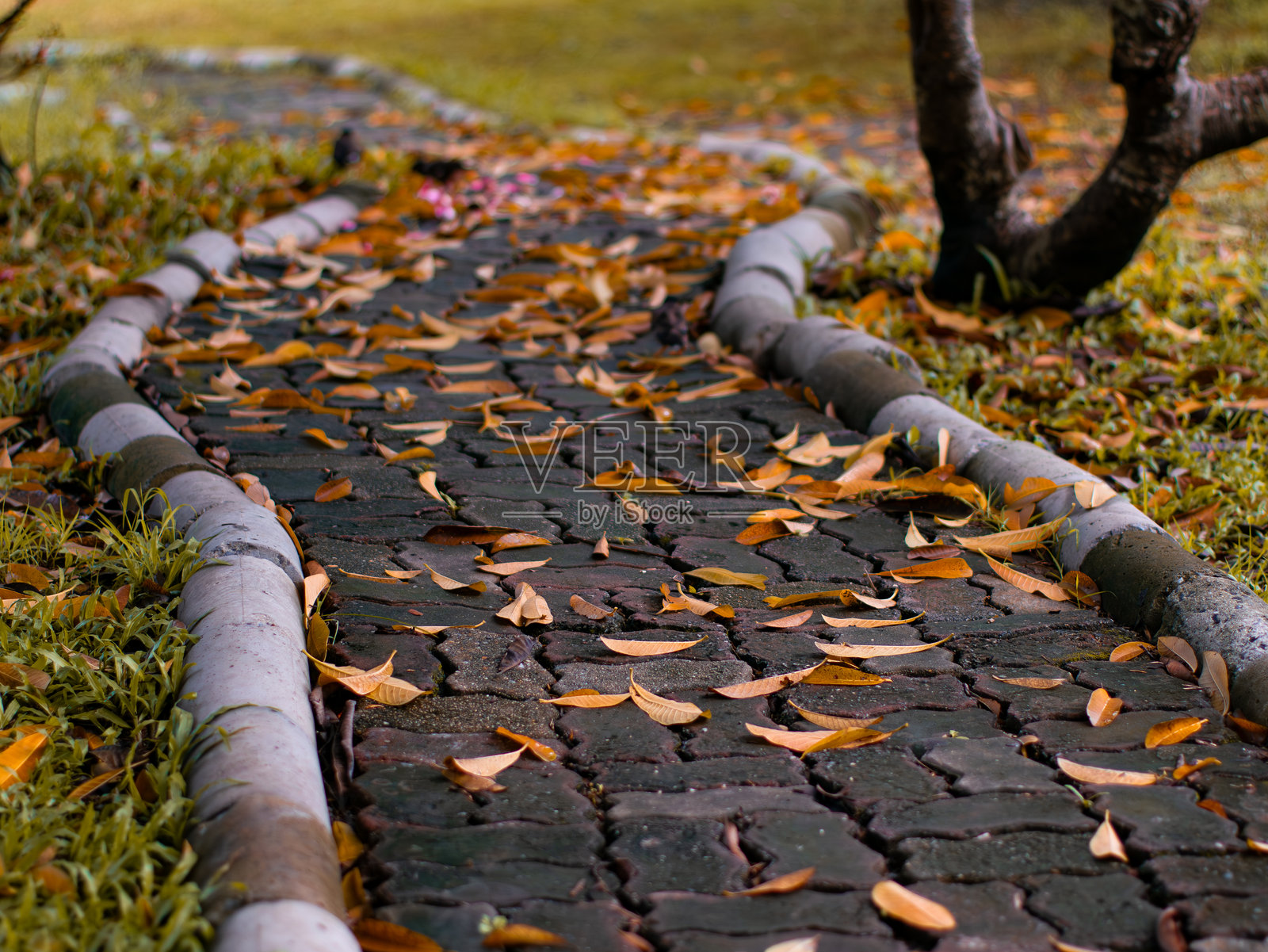 秋季落叶散落在砖砌步道上 - 秋季宁静的公园花园小径。照片摄影图片