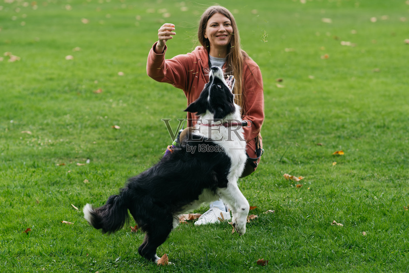 长发年轻女子身穿粉色连帽衫，在绿草地上与边牧犬玩耍照片摄影图片