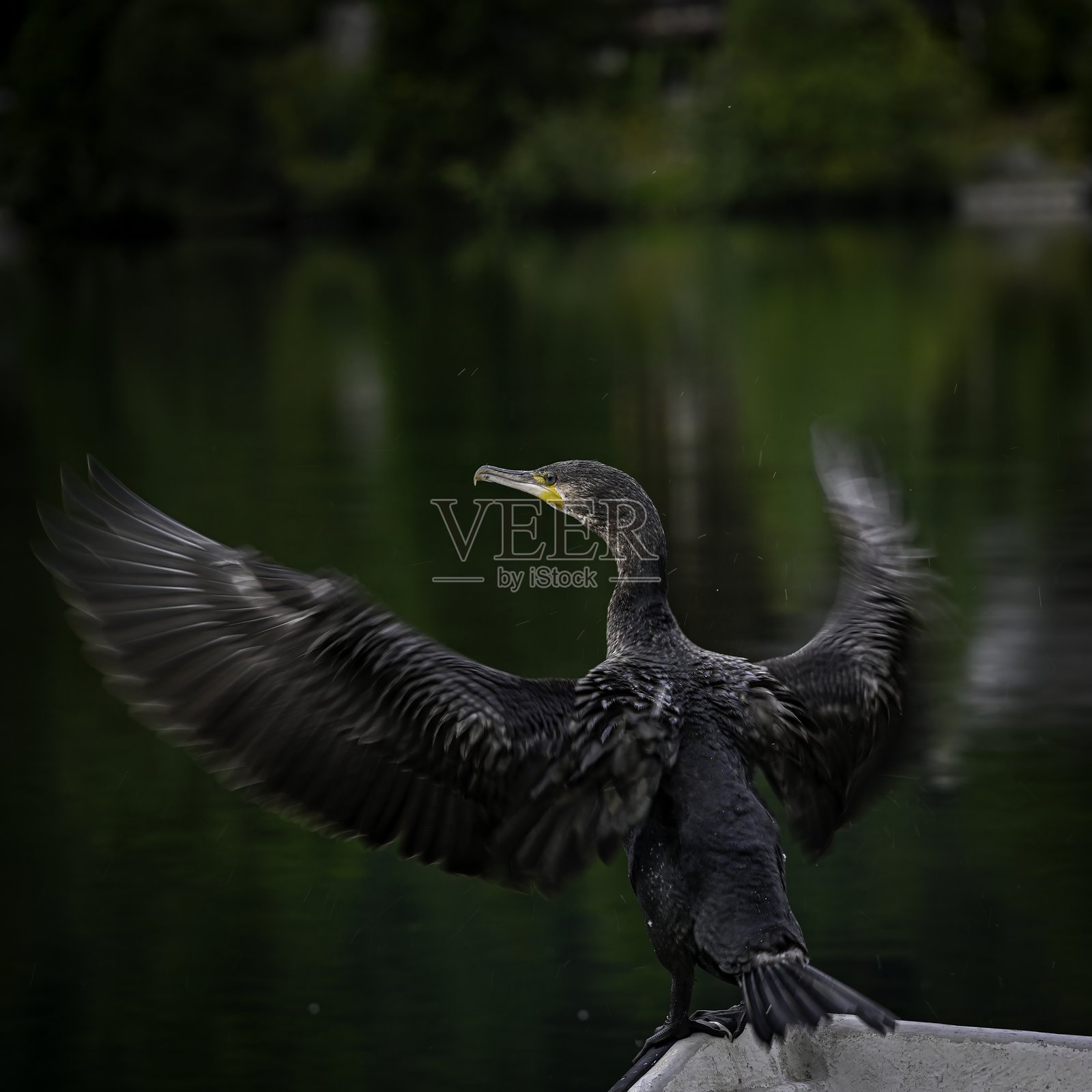 高分辨率彩色图像，描绘了一只成年鸬鹚独自栖息在瑞士夏姆佩拉克的宁静美丽的湖边，该湖是著名的勃朗峰环线（TMB）的一部分。照片摄影图片
