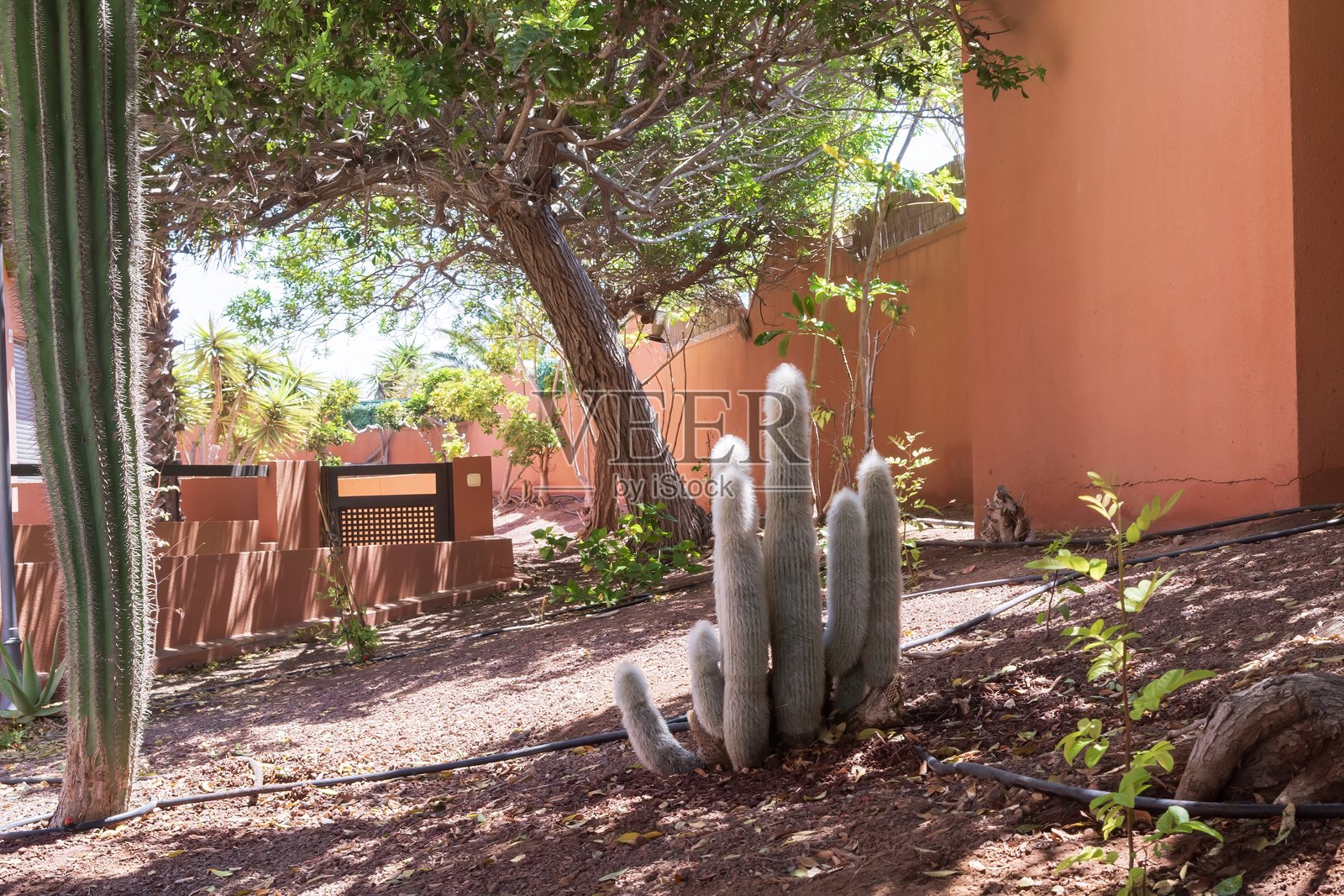 沙漠土壤中的白色尖刺老仙人掌照片摄影图片