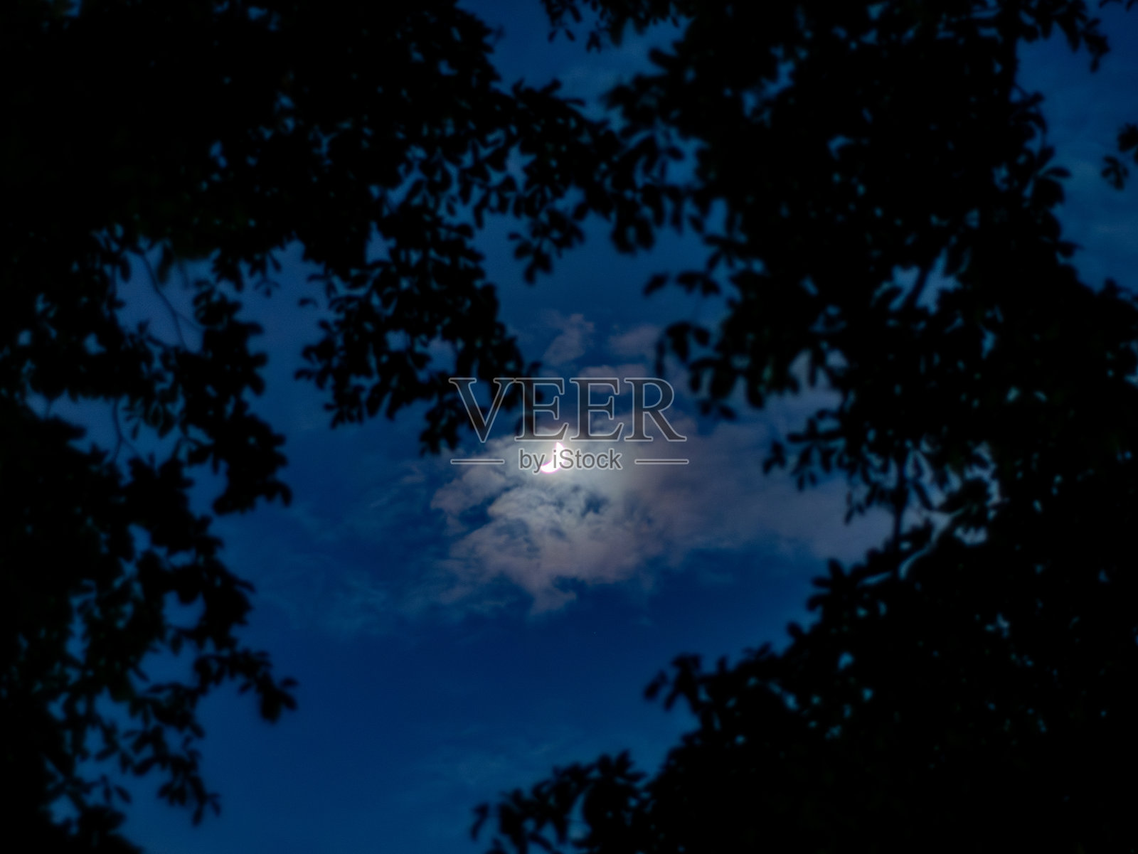 月牙在蓝色的夜空中穿过树枝剪影，伴有云彩——神秘的夜晚景象。照片摄影图片