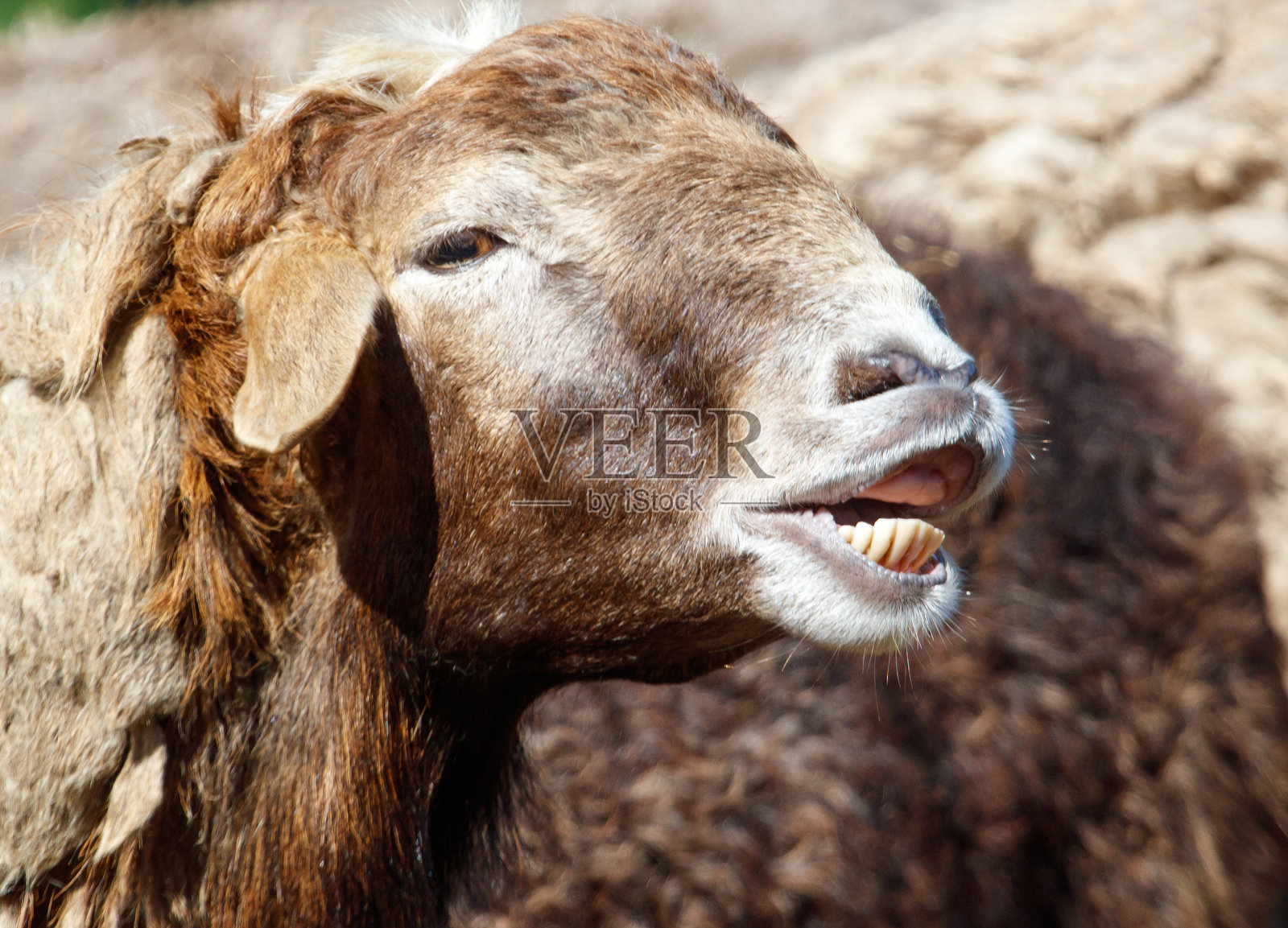 一只山羊在咧嘴笑，张着嘴照片摄影图片