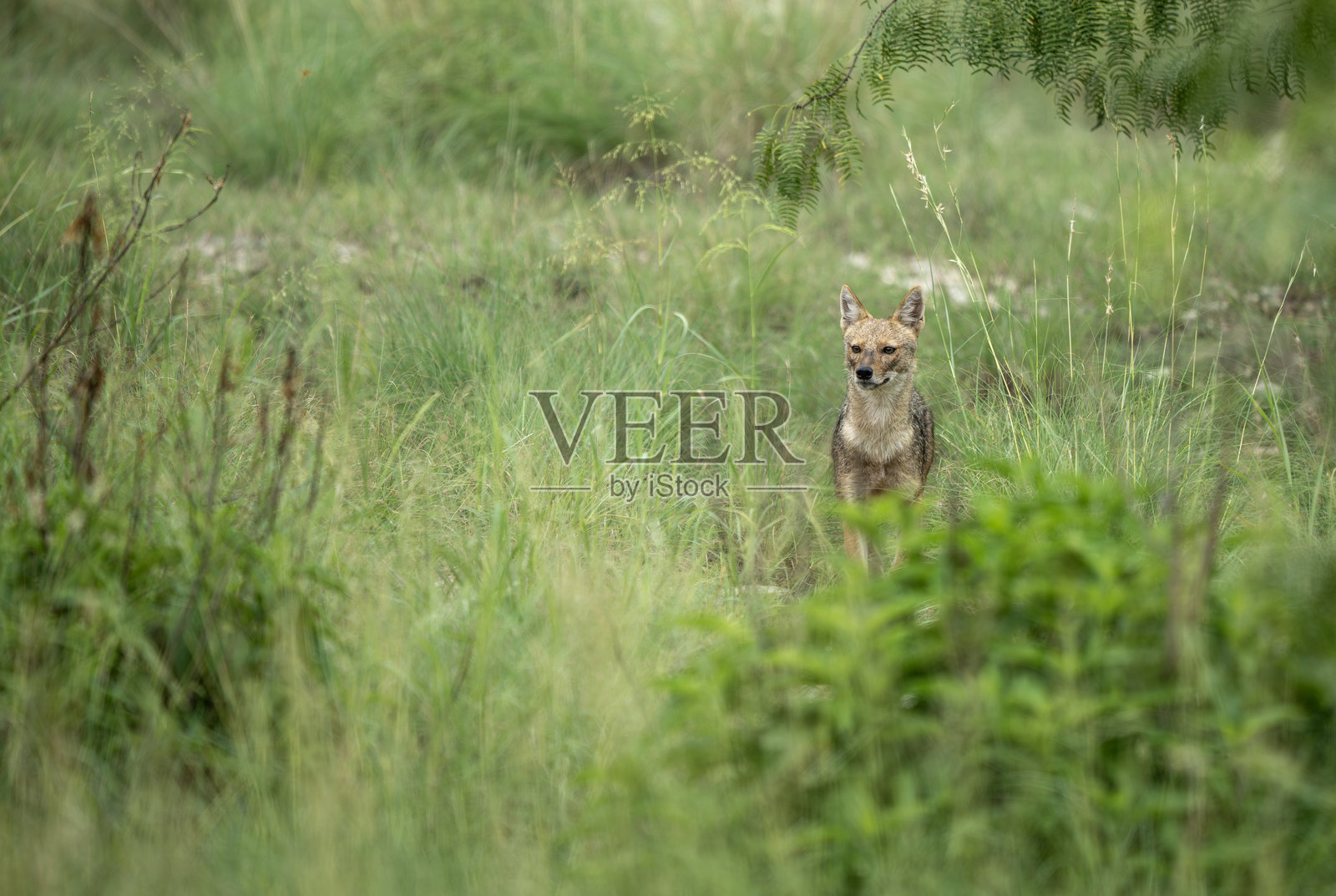 一只野狗小心翼翼地站立在 tall grassland 中，环顾四周。照片摄影图片