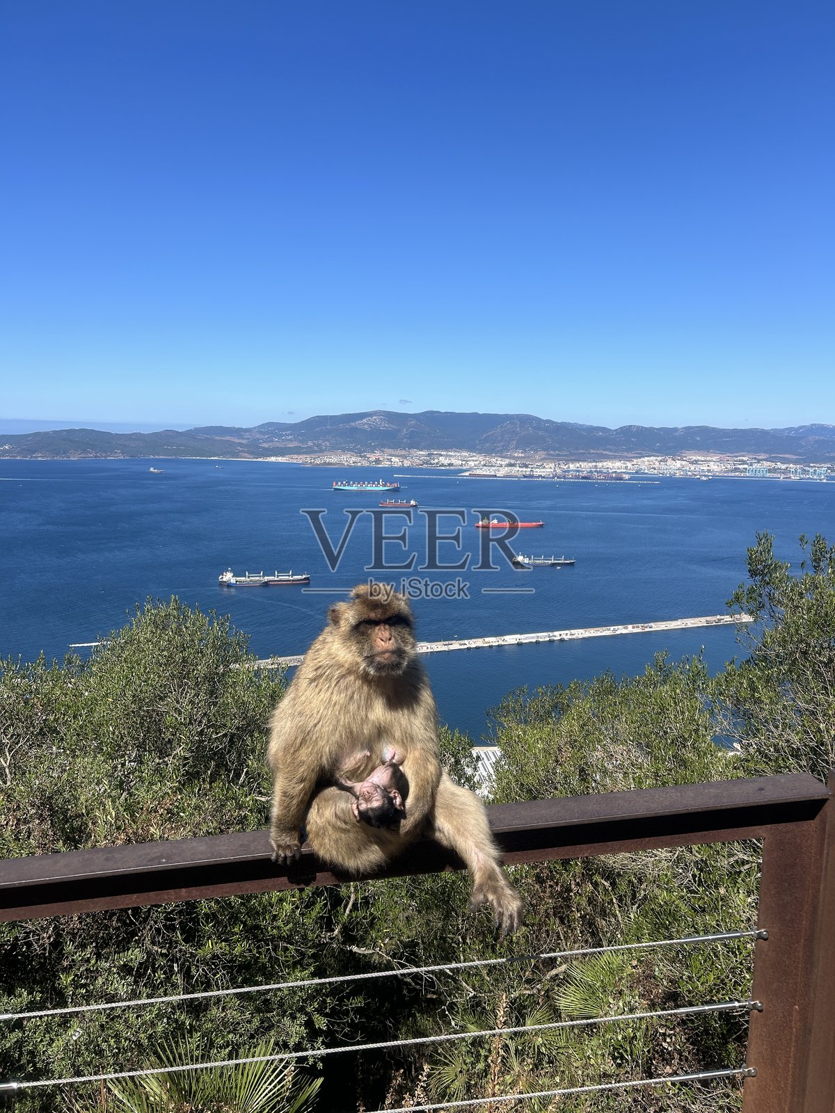 猴子在高处岩石上照片摄影图片