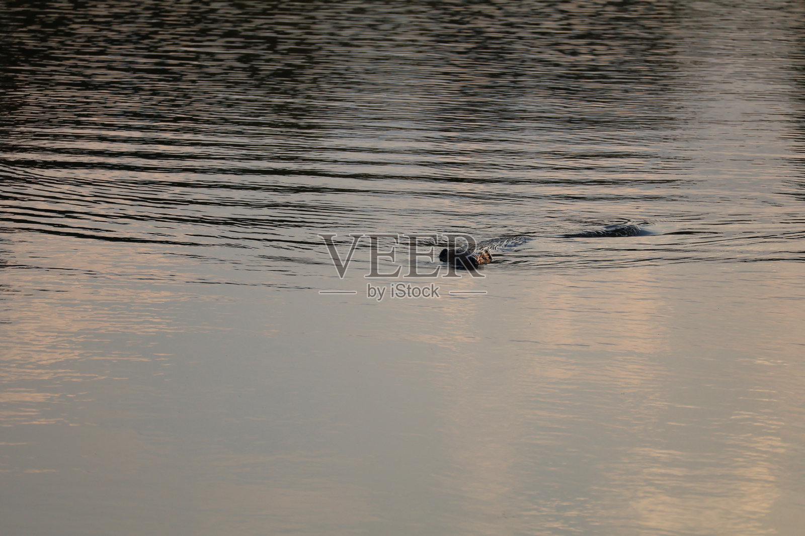 一只海狸在瑞典埃斯基尔斯蒂纳游泳照片摄影图片