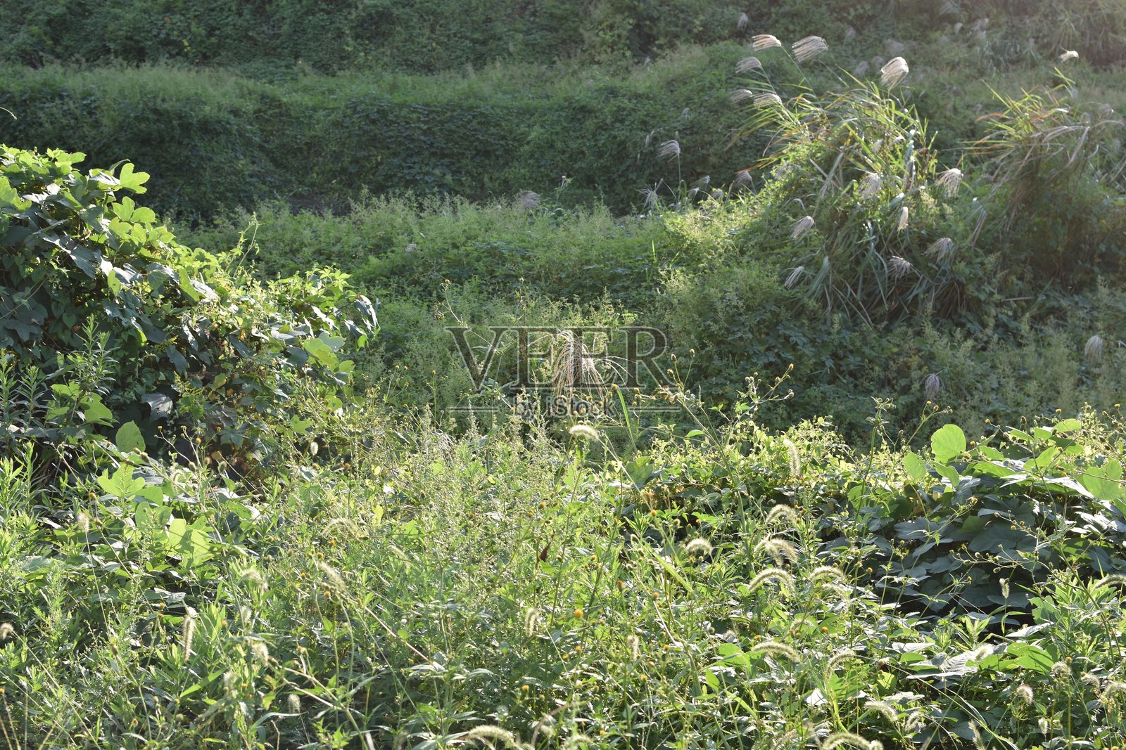 一年生豚草照片摄影图片