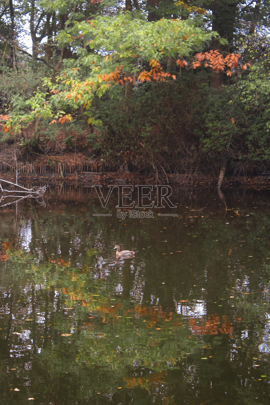 水中的鸭子照片摄影图片