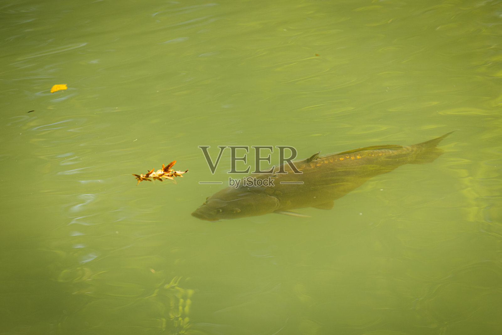 鲤鱼在湖里游动。照片摄影图片