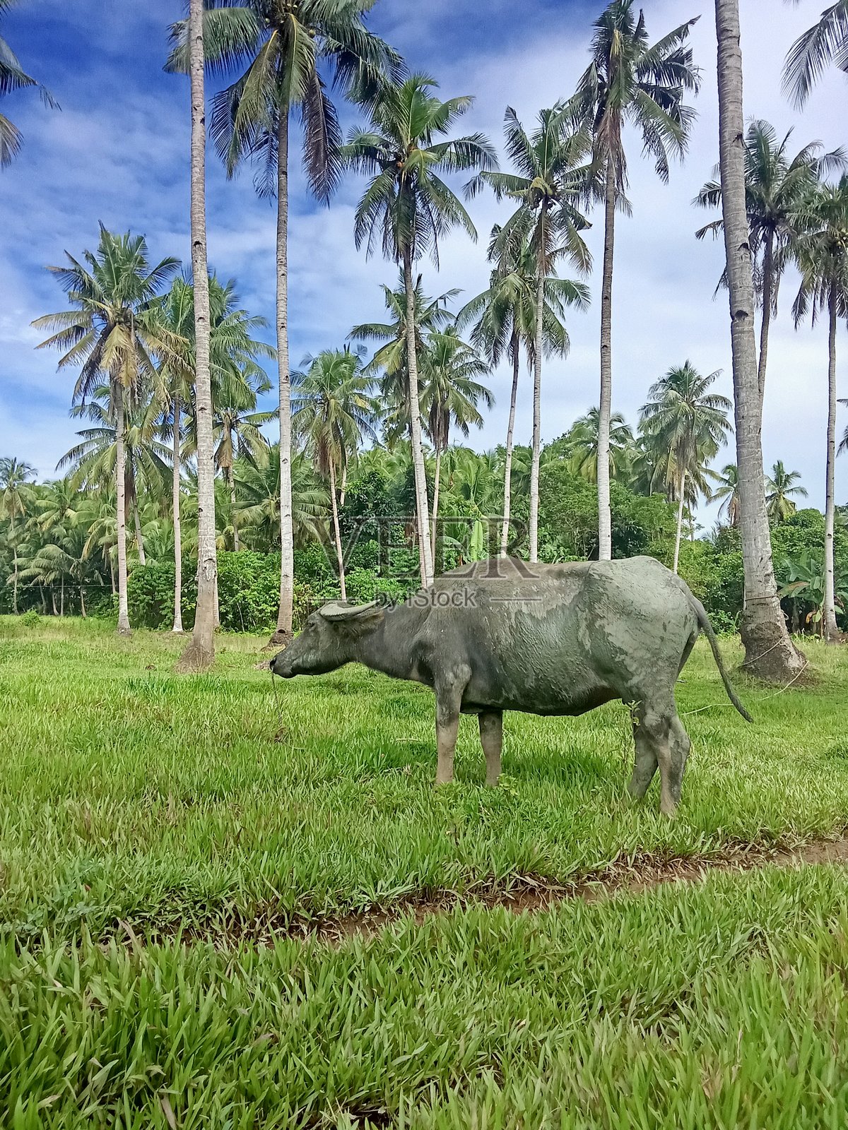 田野里的水牛。照片摄影图片