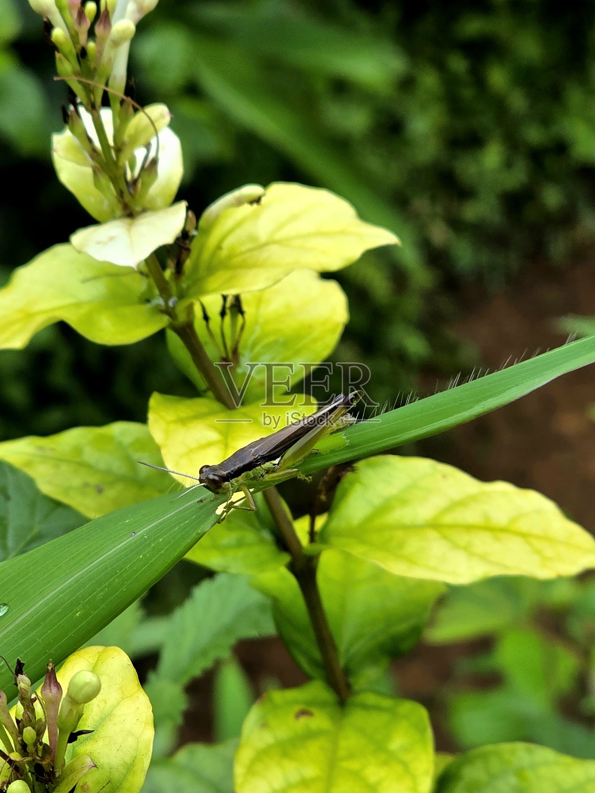 一只蚱蜢停在一片叶子上照片摄影图片