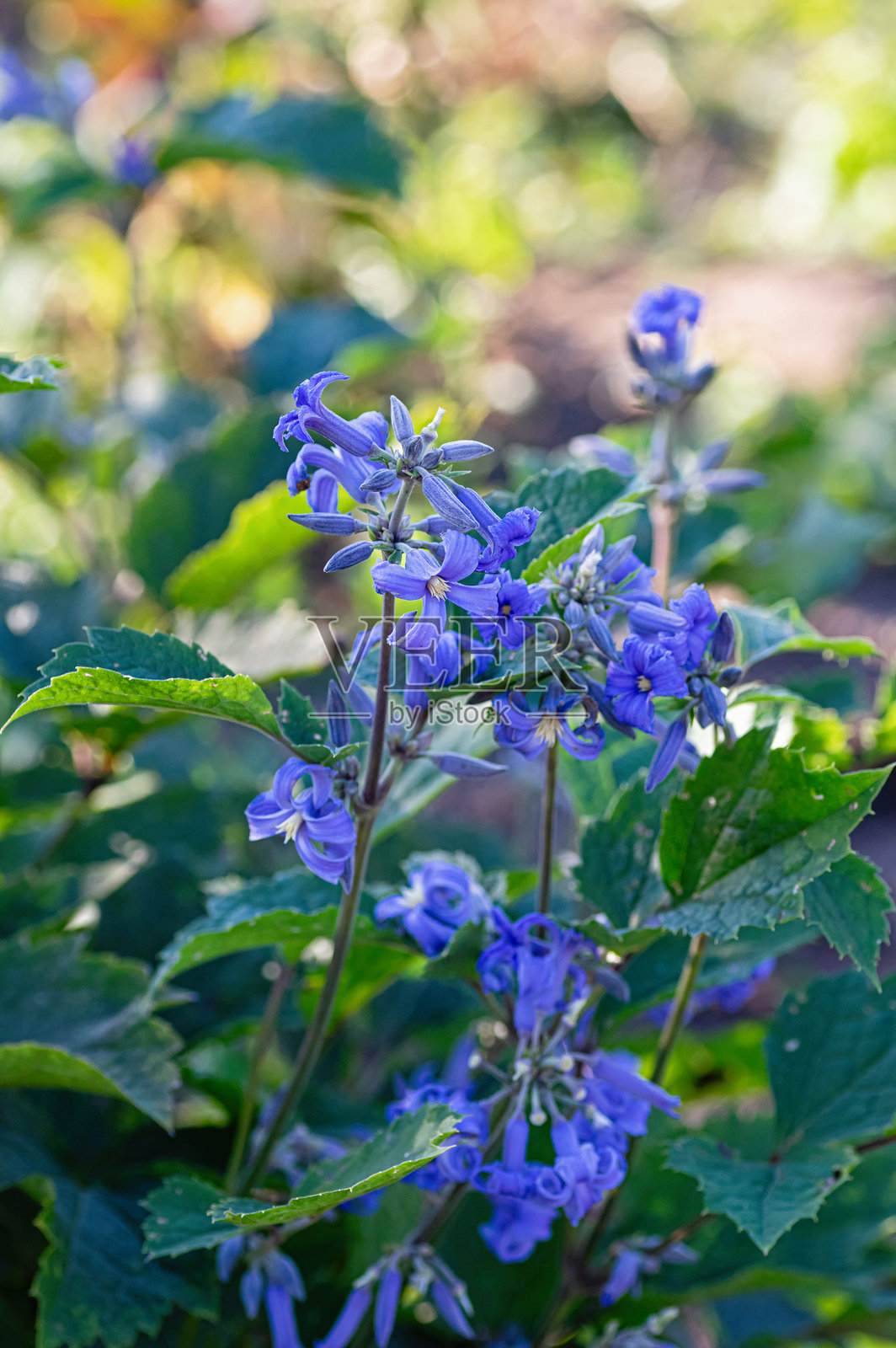 蓝色的革藓花（铁线莲）照片摄影图片