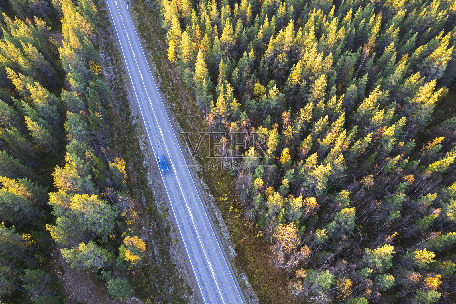 森林中汽车穿行马路照片摄影图片