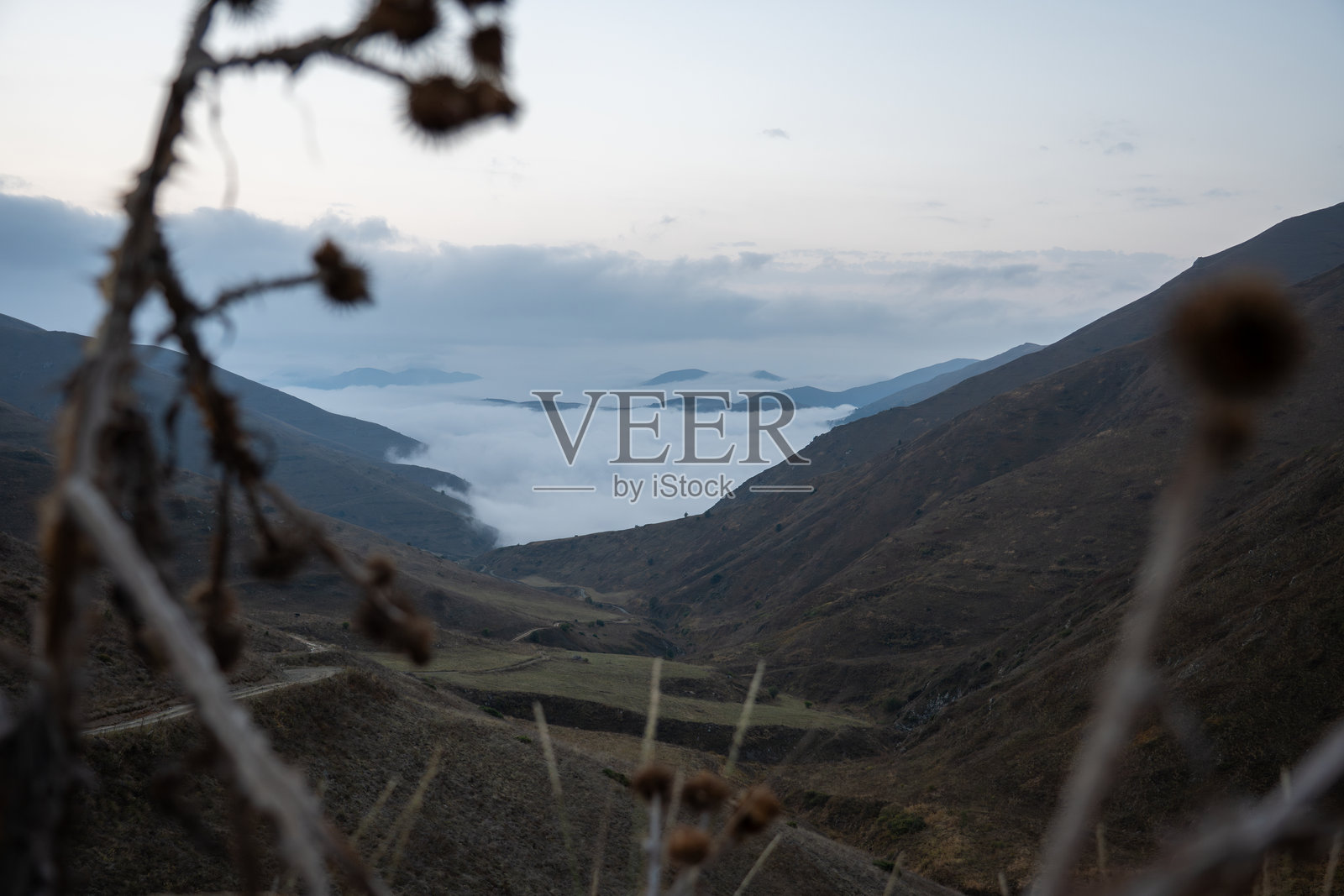 干枯的野花开在山坡上，远处是雾气缭绕的山谷，景色壮观。照片摄影图片