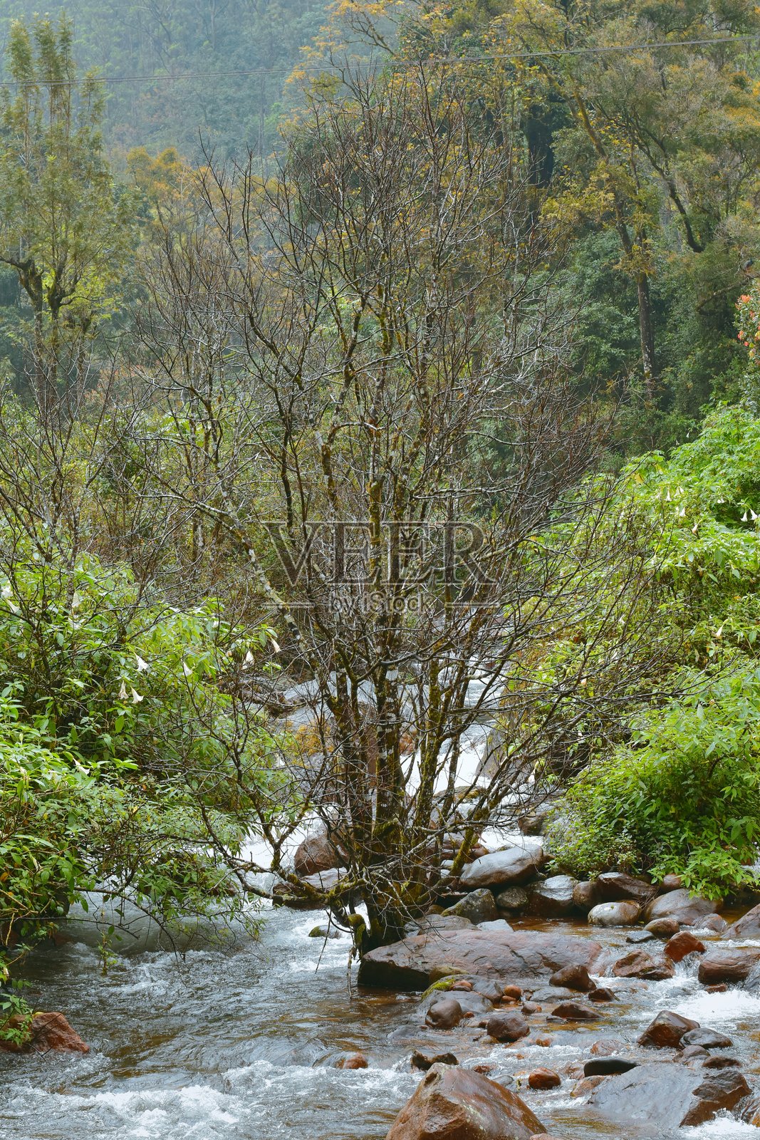 一条潺潺的溪流穿过一片葱郁的森林，清澈的溪水在光滑的岩石上奔腾，四周是茂密的树木和鲜艳的绿叶，营造出清新宁静的自然景象。照片摄影图片