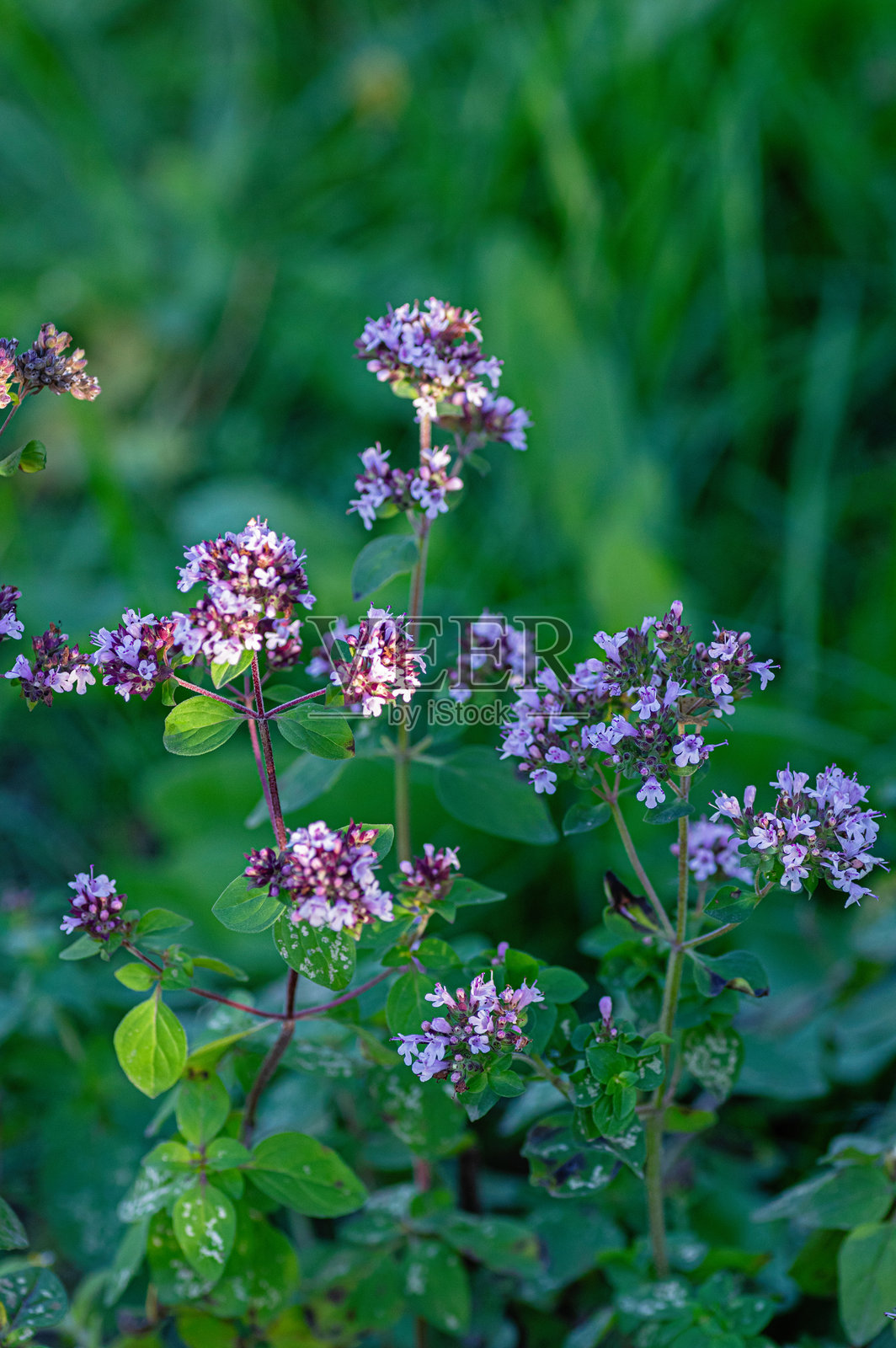 牛至（牛至）药用植物开花照片摄影图片