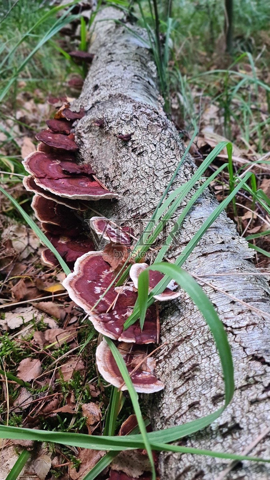法国兰布伊埃森林中，一棵死去的桦树上生长的美丽的红色真菌（褐孔菌属）照片摄影图片