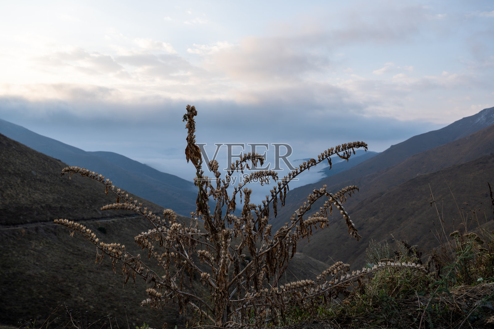干枯的野花在山坡上，远处是雾气缭绕的山谷景观照片摄影图片